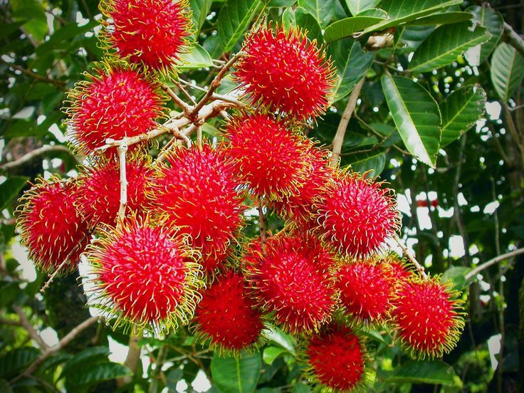 Limon limoncillo chino rambutan  Foto 7289904-6.jpg