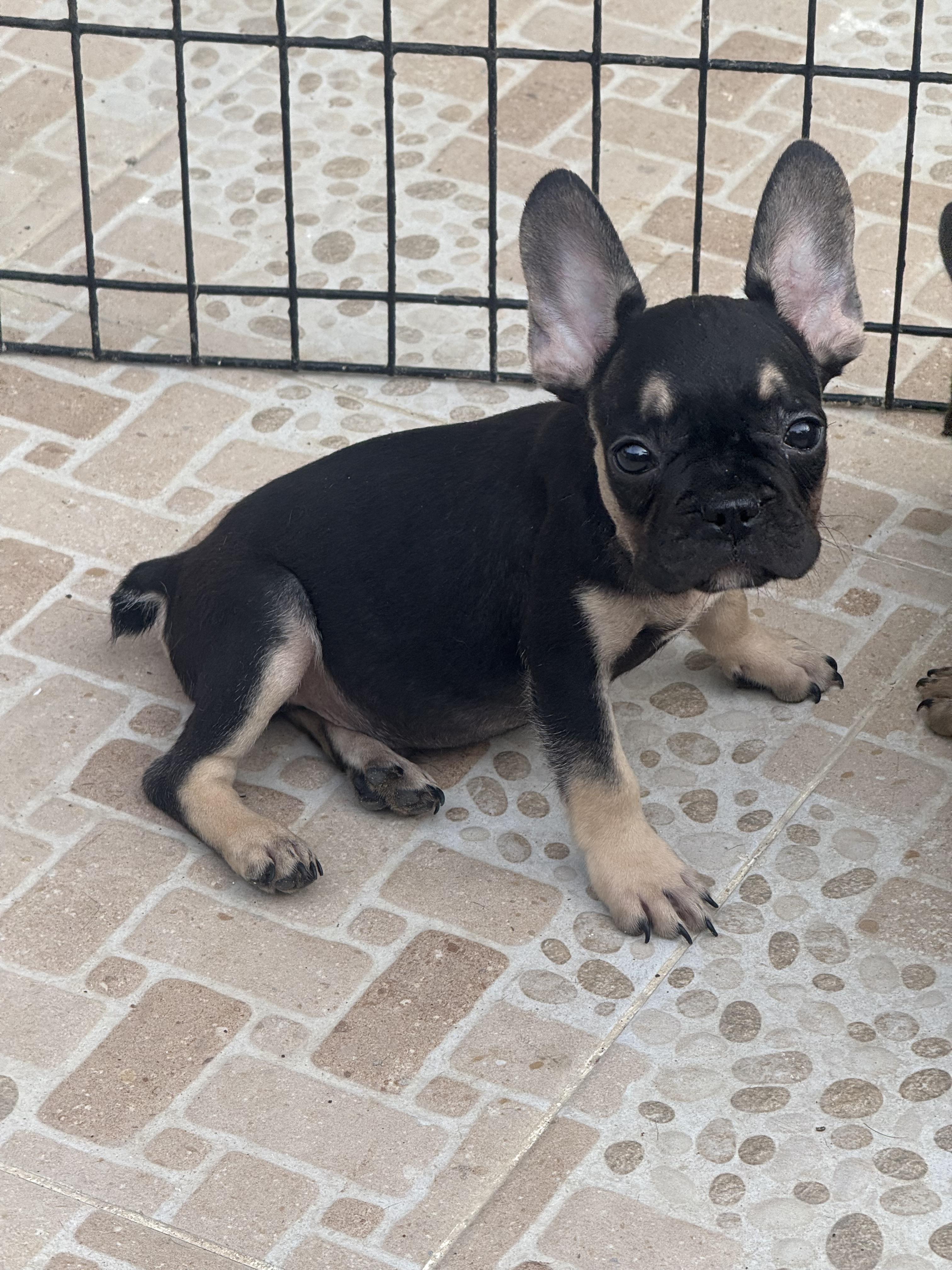 BULLDOG FRANCÉS  Foto 7289910-2.jpg