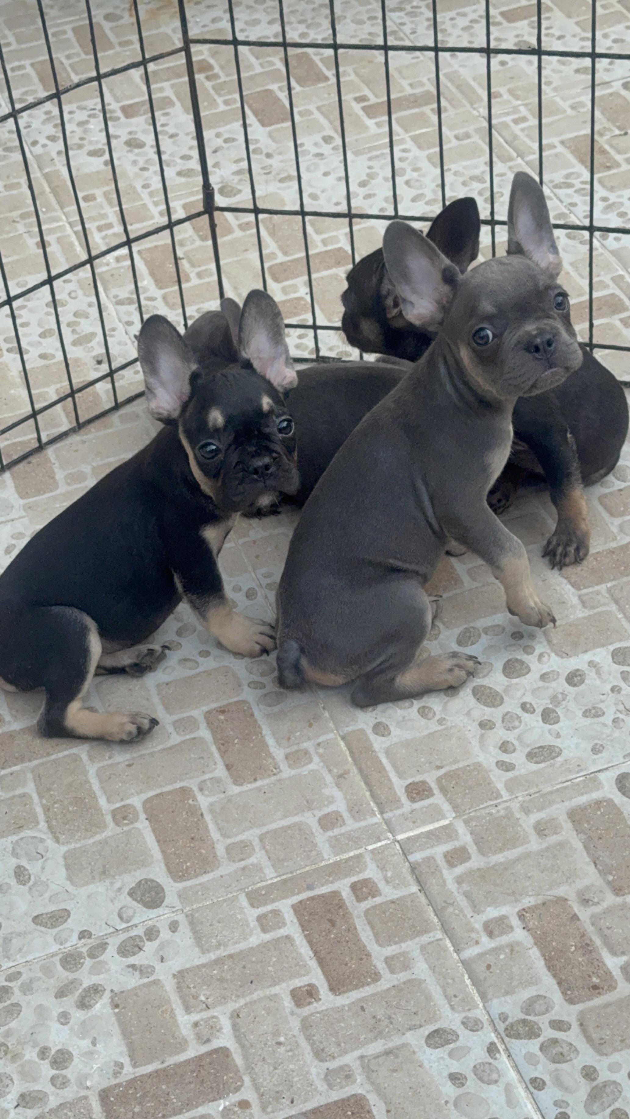 BULLDOG FRANCÉS  Foto 7289910-5.jpg