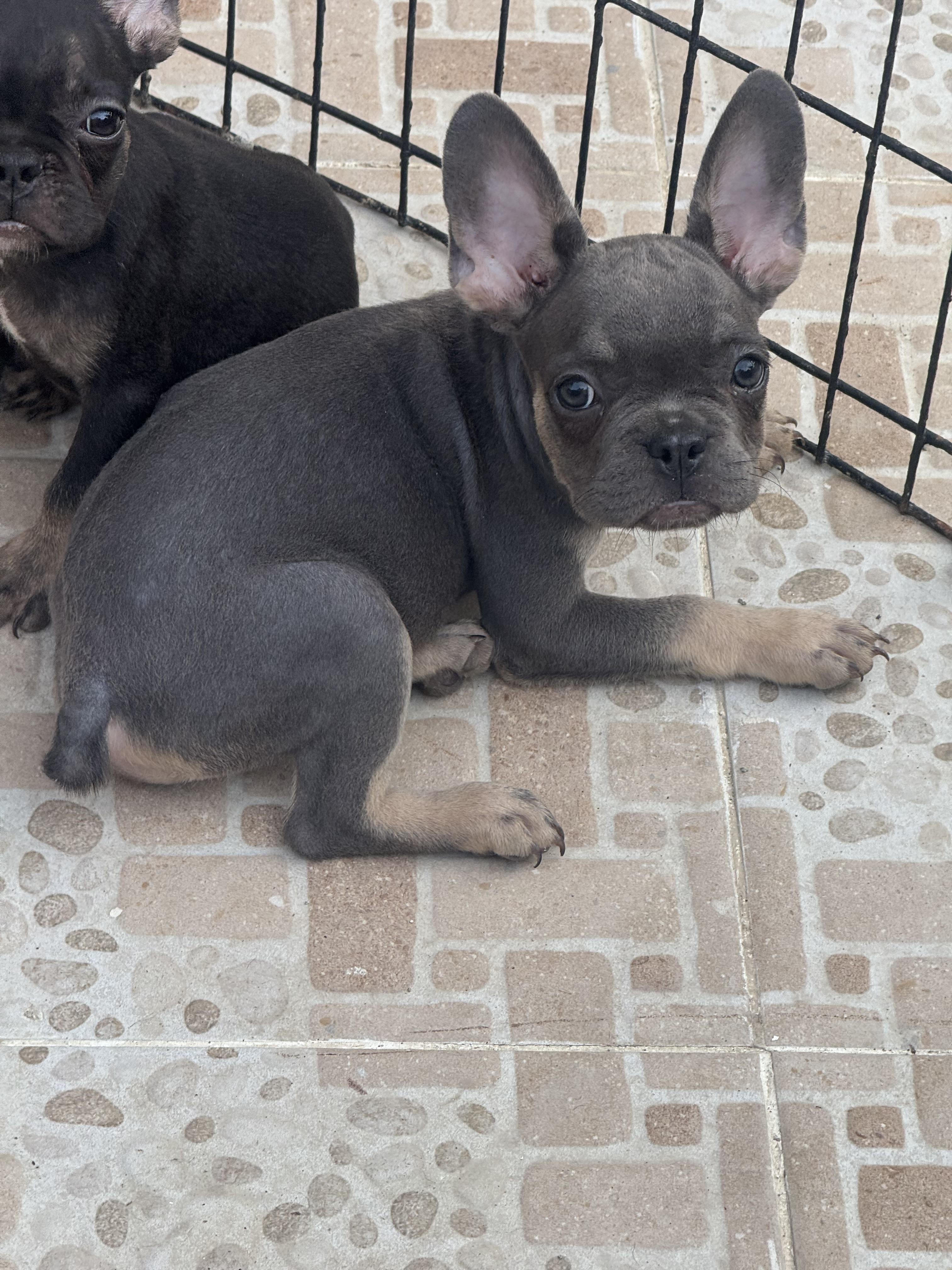 BULLDOG FRANCÉS  Foto 7289910-6.jpg