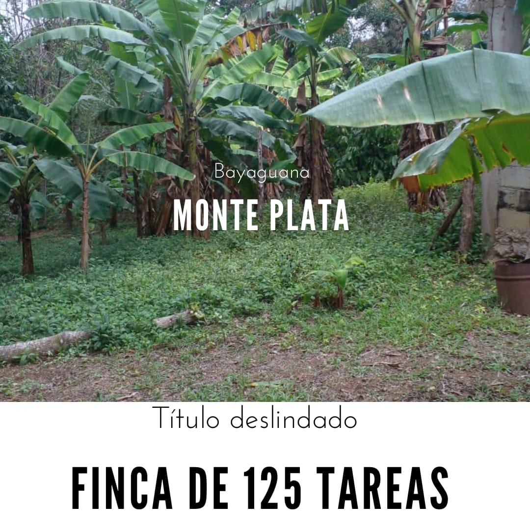 Finca de 125 tareas con casa ganadera y agrícola en Bayaguana Foto 7290205-1.jpg