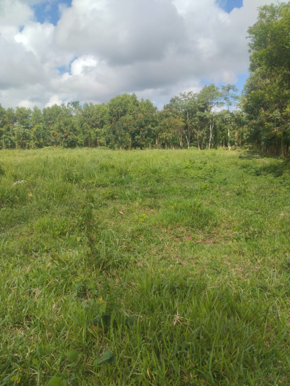 Finca de 53 TAREAS con vocación agrícola y ganadera en Monte Plata Foto 7290206-3.jpg