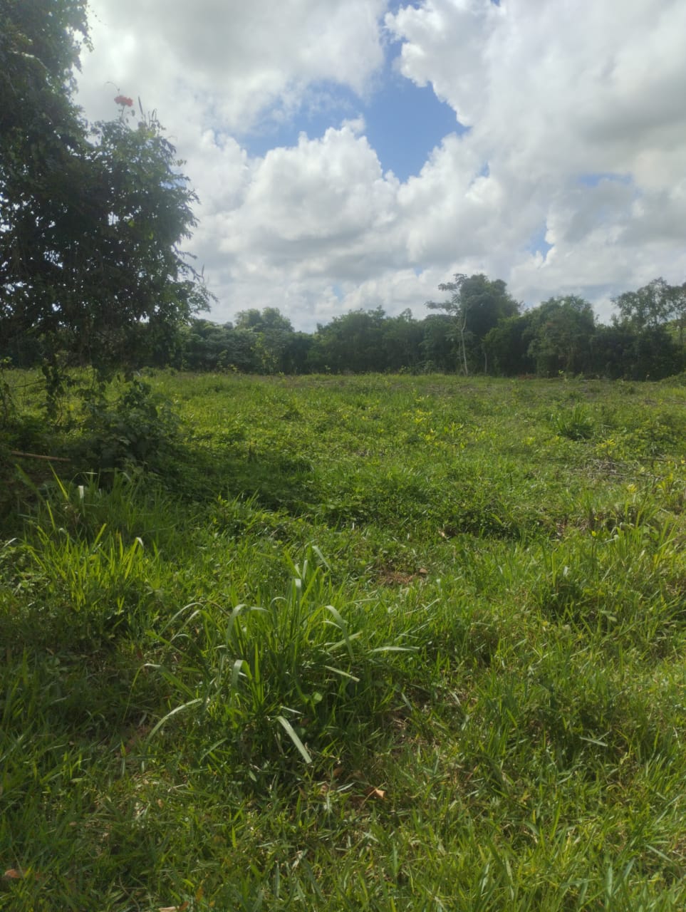 Finca de 53 TAREAS con vocación agrícola y ganadera en Monte Plata Foto 7290206-5.jpg