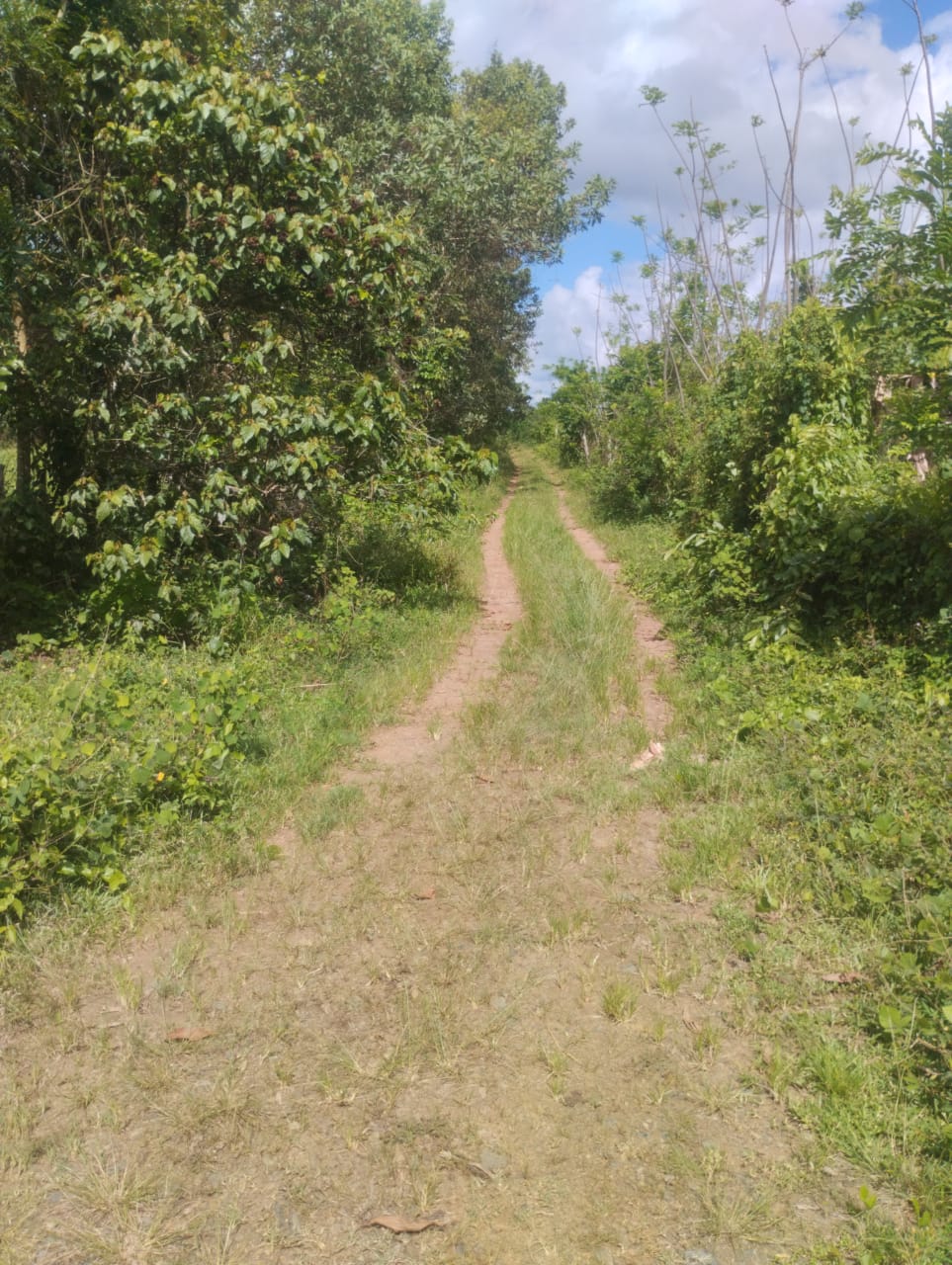 Finca de 53 TAREAS con vocación agrícola y ganadera en Monte Plata Foto 7290206-7.jpg
