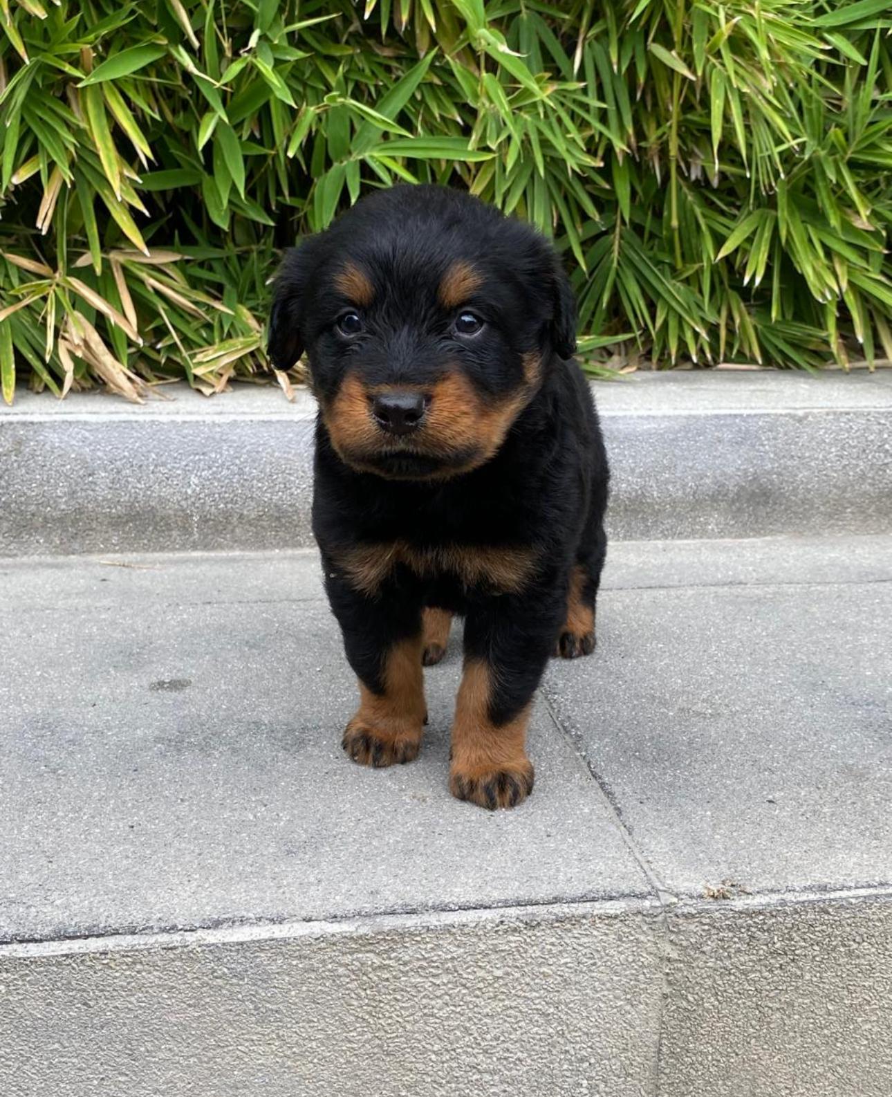 Rottweiler Ambos Sexos  Foto 7290361-2.jpg