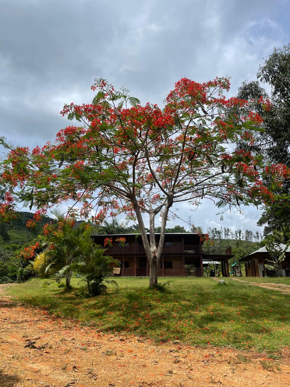 Excelente finca de 2800 tareas totalmente ganaderas incluida 170 cabez Foto 7290471-10.jpg