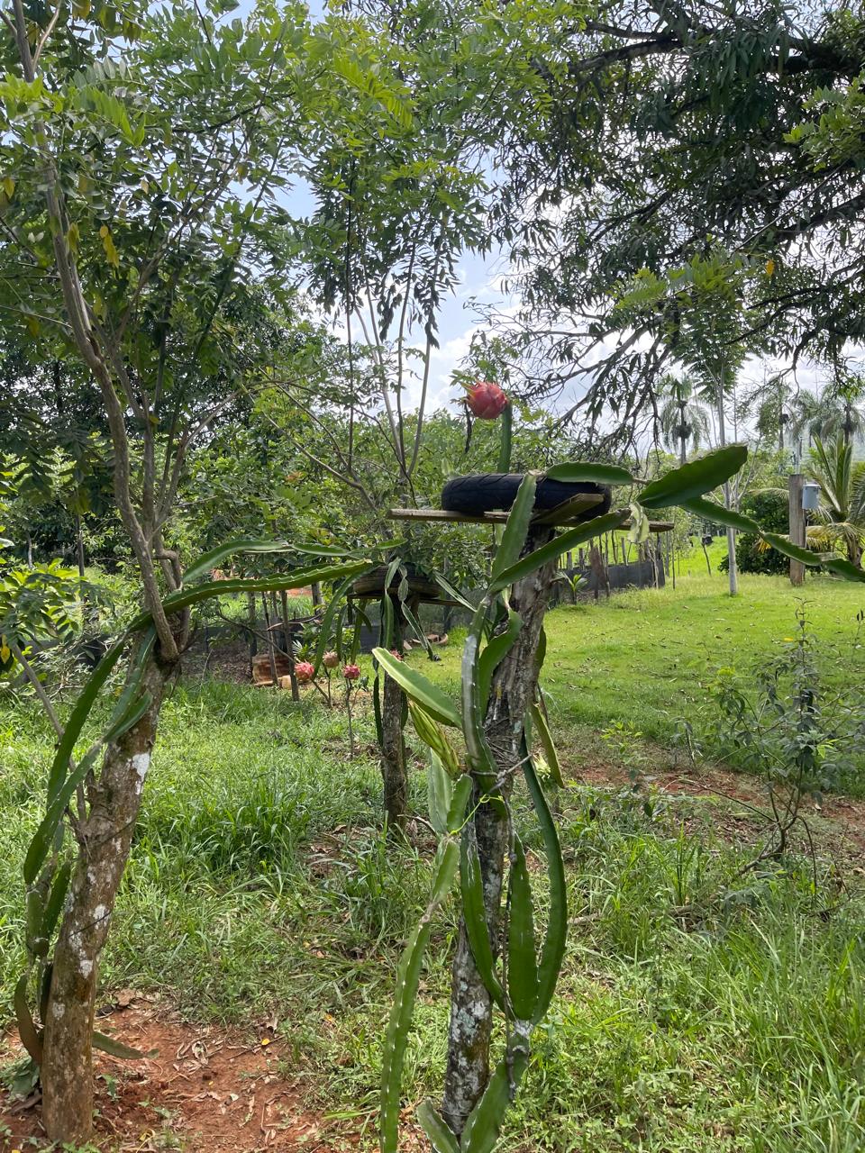 Excelente finca de 2800 tareas totalmente ganaderas incluida 170 cabez Foto 7290471-7.jpg