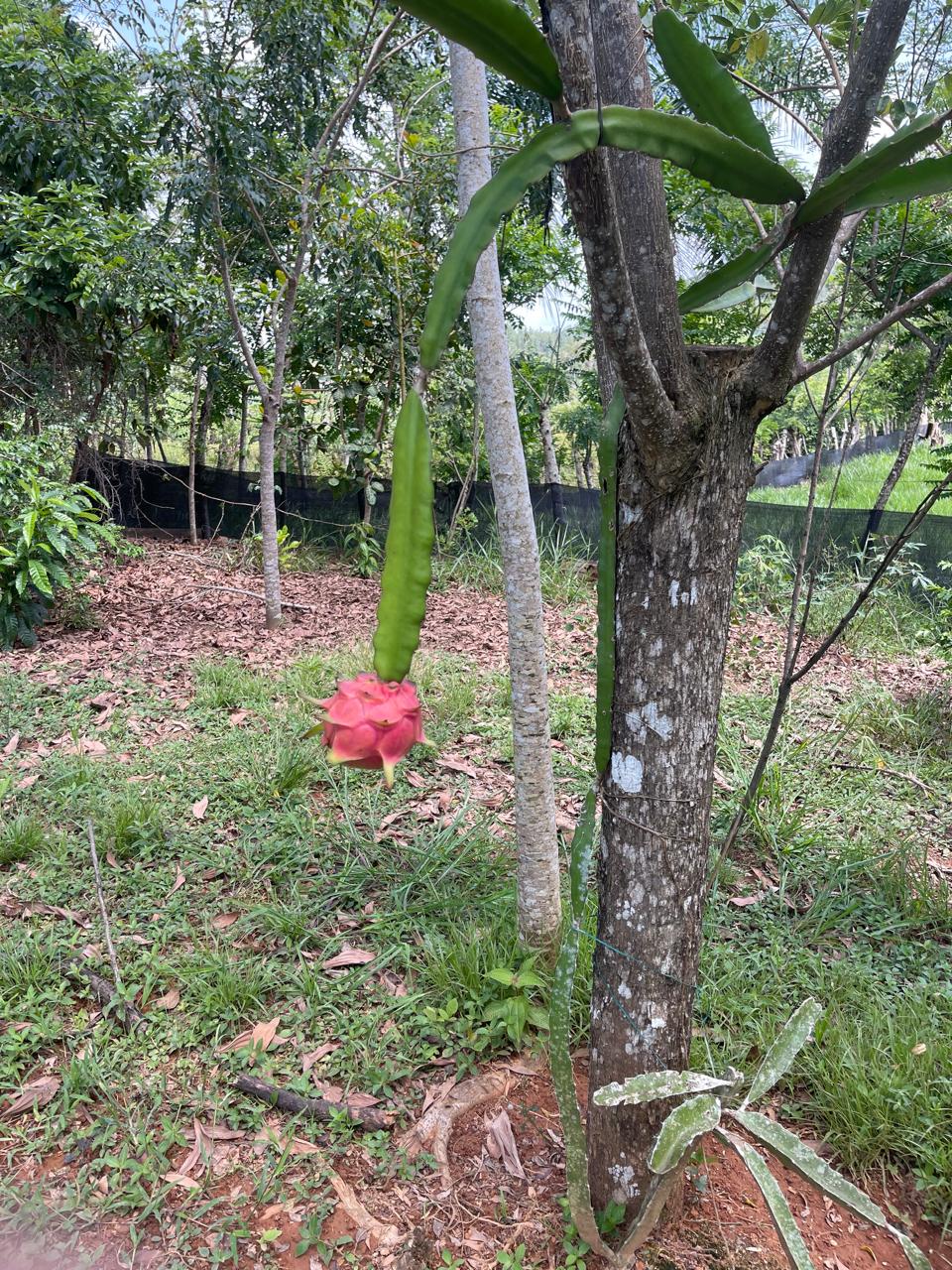 Excelente finca de 2800 tareas totalmente ganaderas incluida 170 cabez Foto 7290471-8.jpg