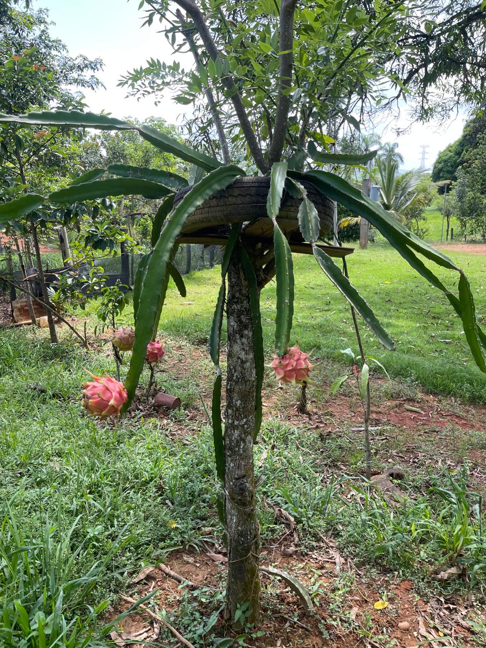 Excelente finca de 2800 tareas totalmente ganaderas incluida 170 cabez Foto 7290471-9.jpg
