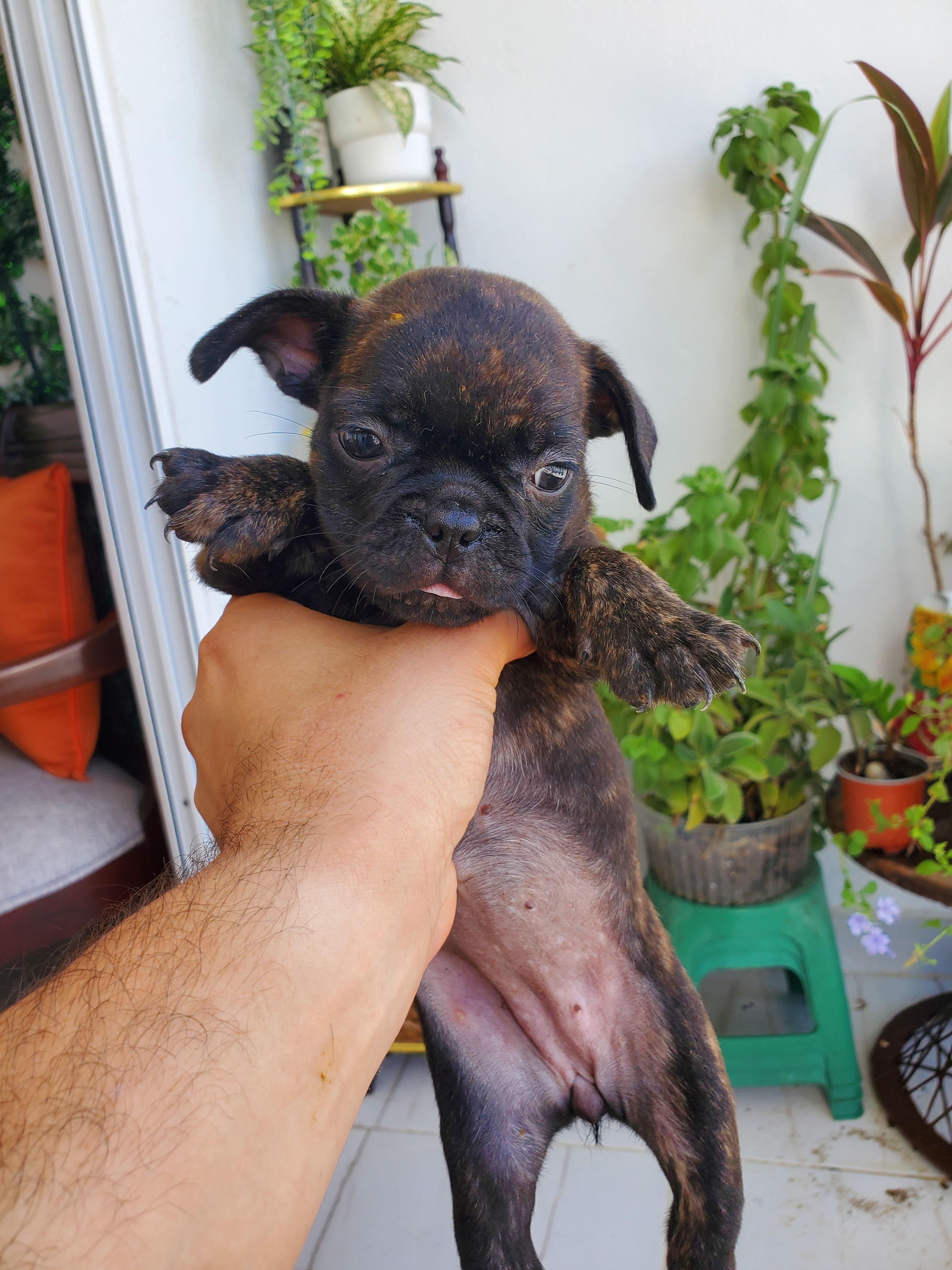 Bulldog Francés  Foto 7291056-2.jpg