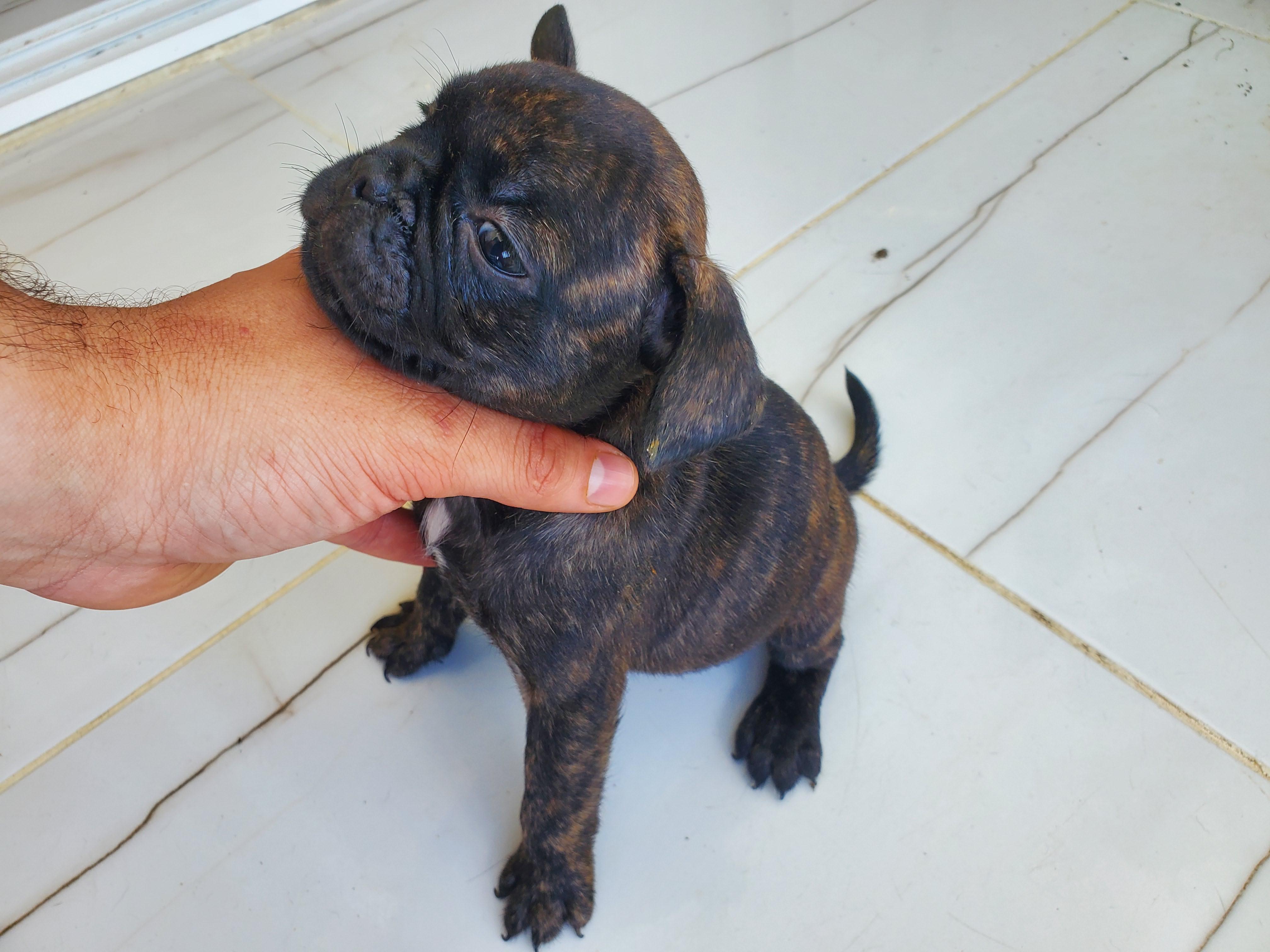 Bulldog Francés  Foto 7291056-3.jpg