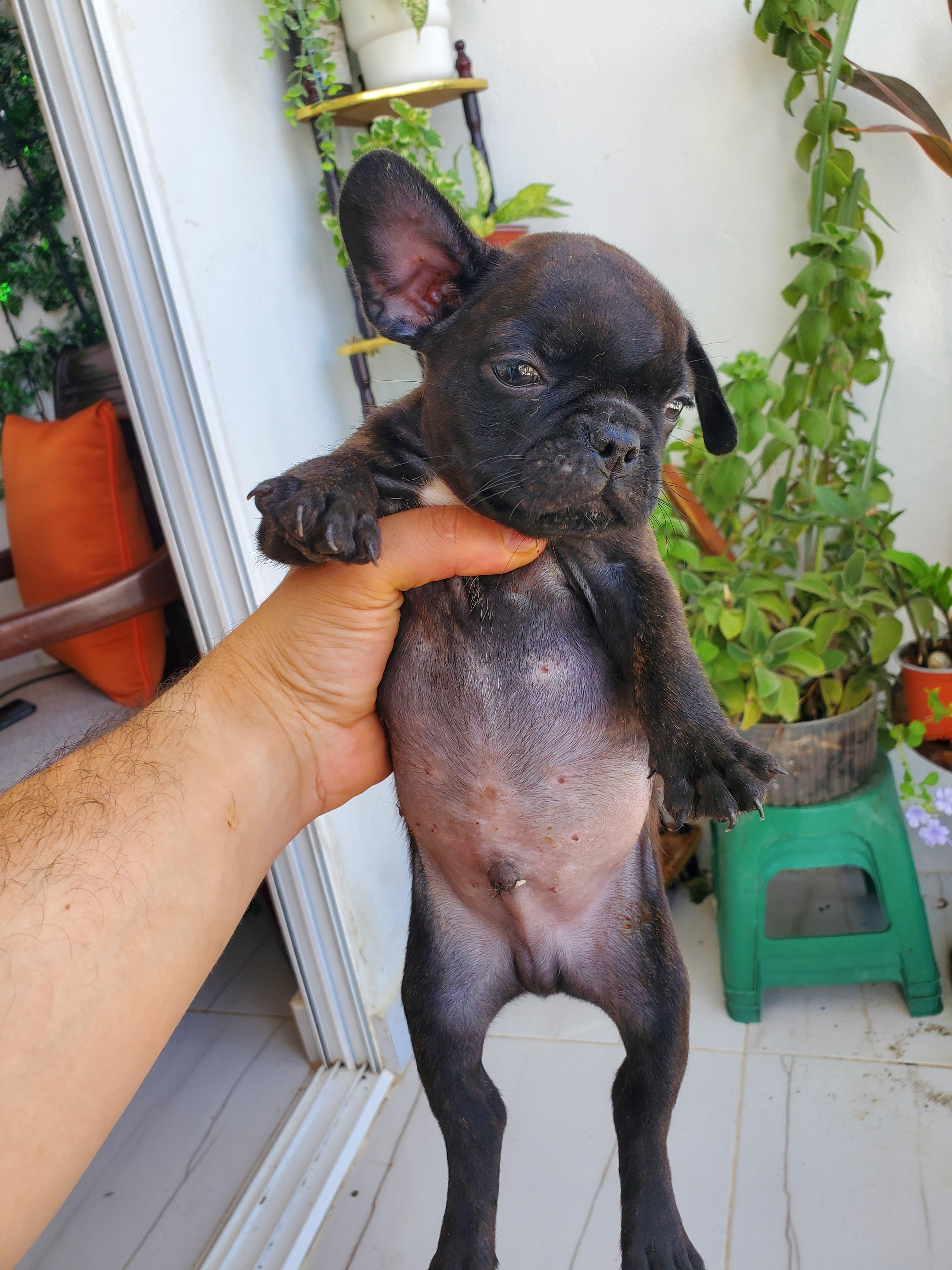 Bulldog Francés  Foto 7291056-4.jpg
