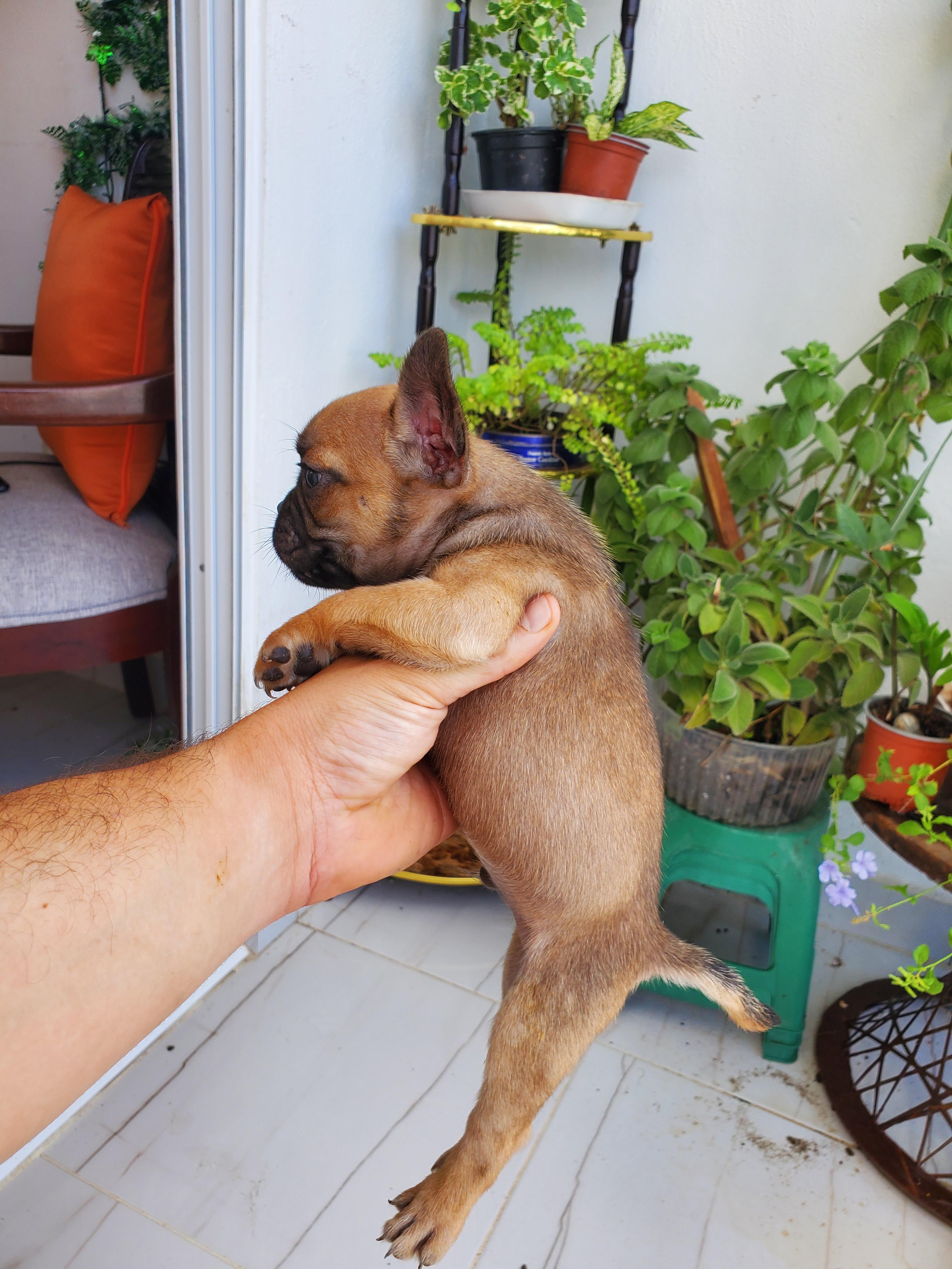 Bulldog Francés  Foto 7291056-5.jpg