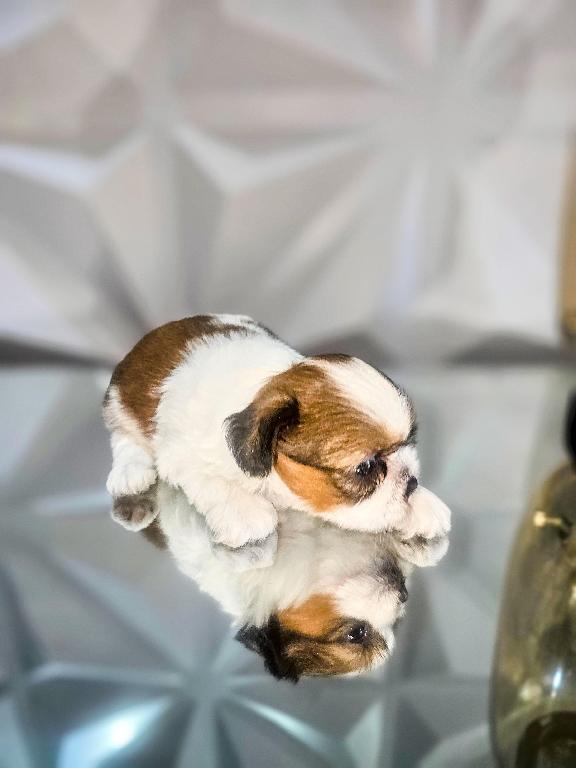 Cachorritos Shih Tzu disponibles Foto 7291433-1.jpg