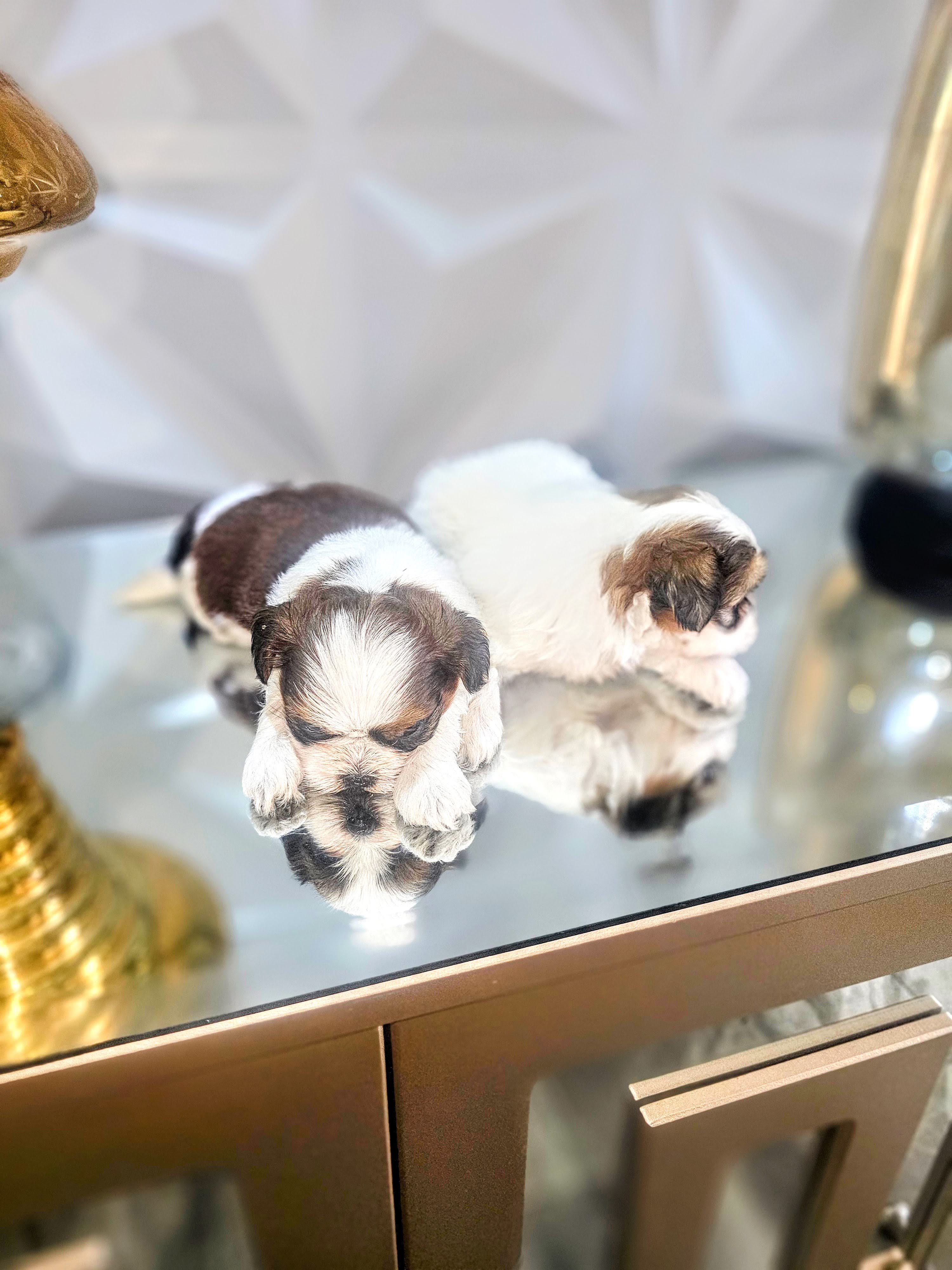 Cachorritos Shih Tzu disponibles Foto 7291433-2.jpg