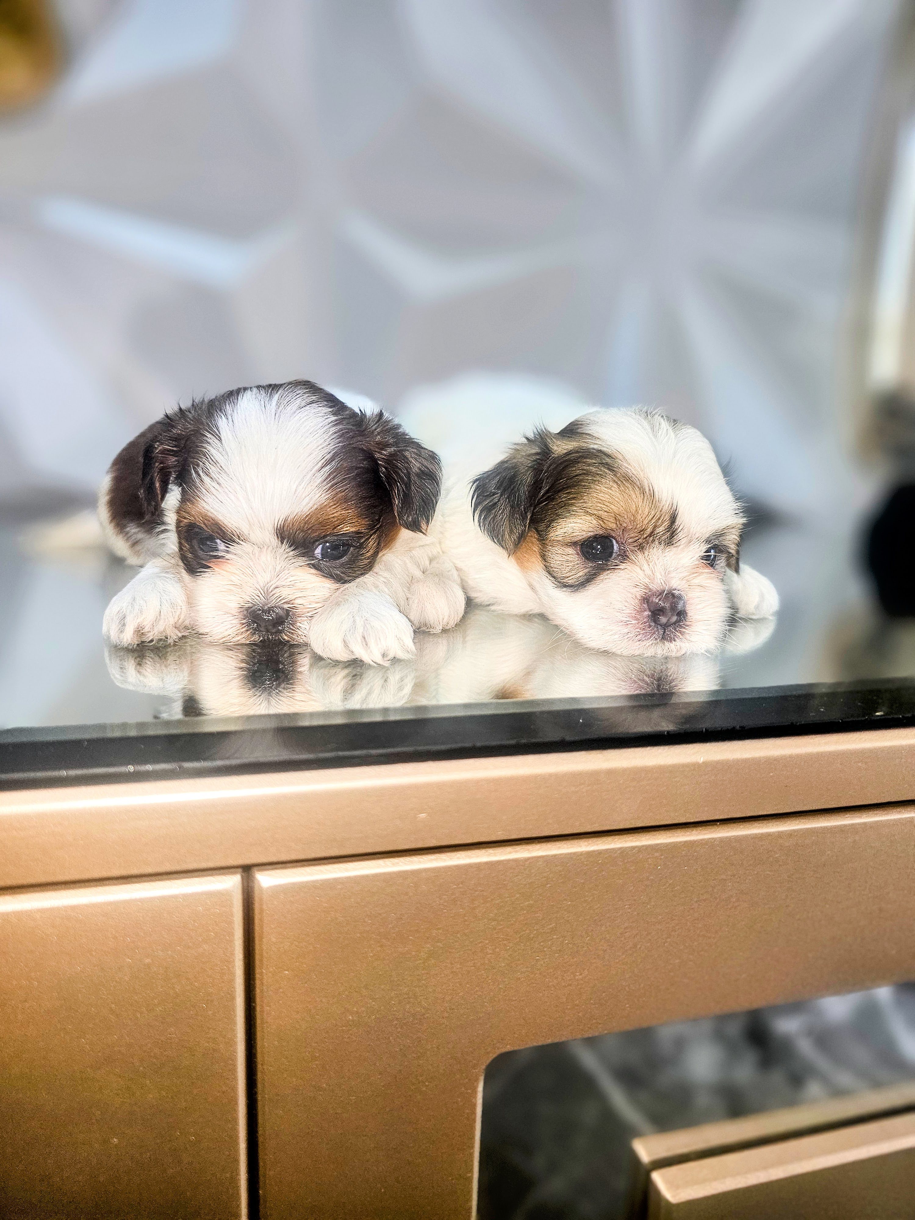 Cachorritos Shih Tzu disponibles Foto 7291433-3.jpg
