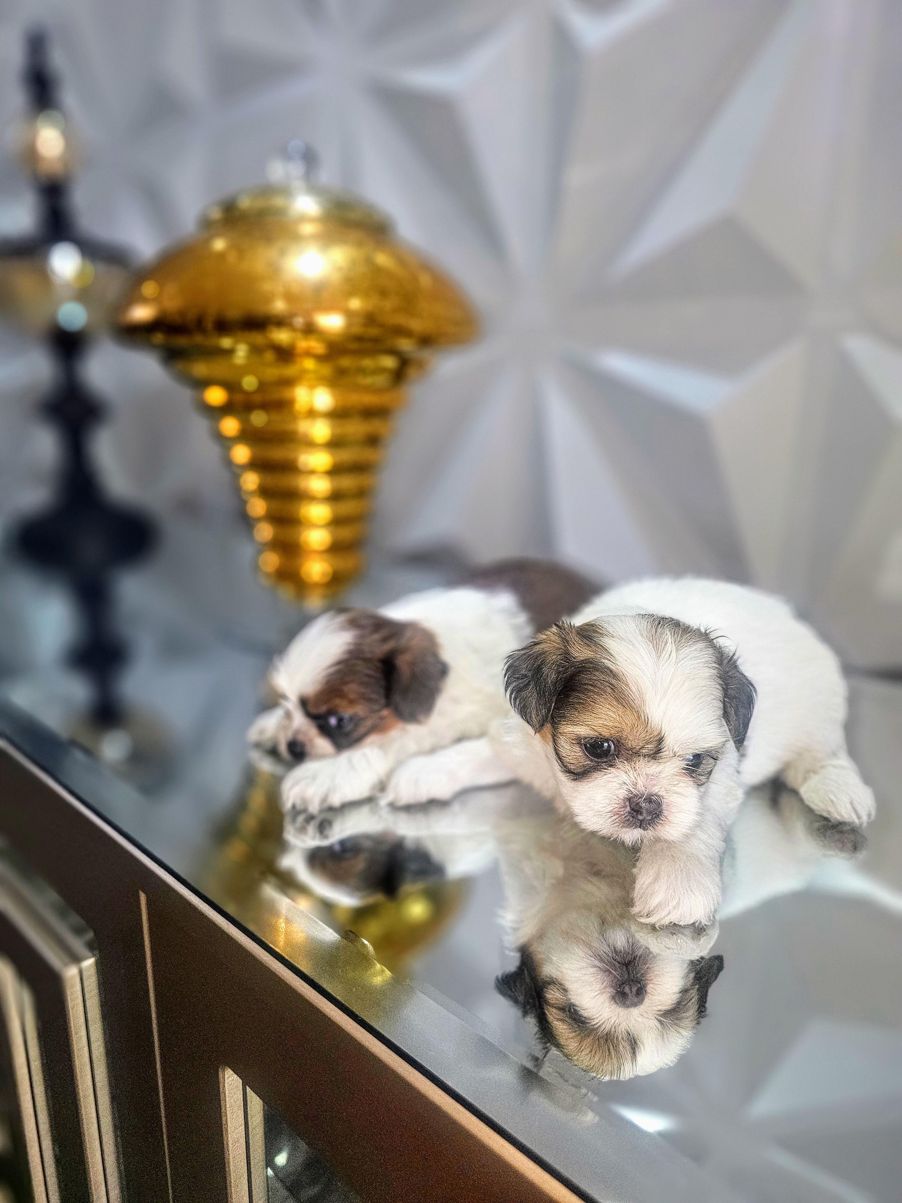 Cachorritos Shih Tzu disponibles Foto 7291433-4.jpg