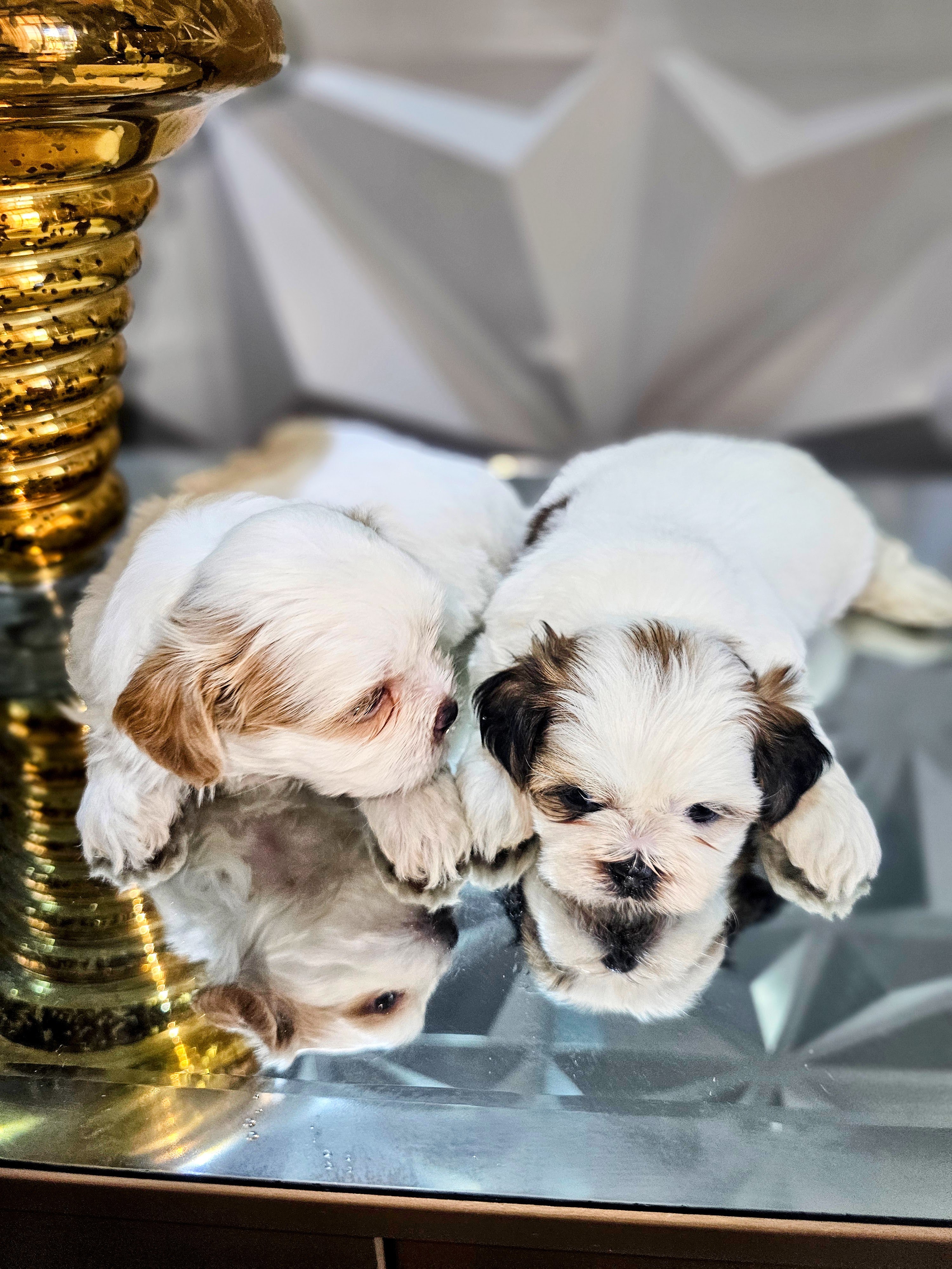 Cachorritos Shih Tzu disponibles Foto 7291433-5.jpg