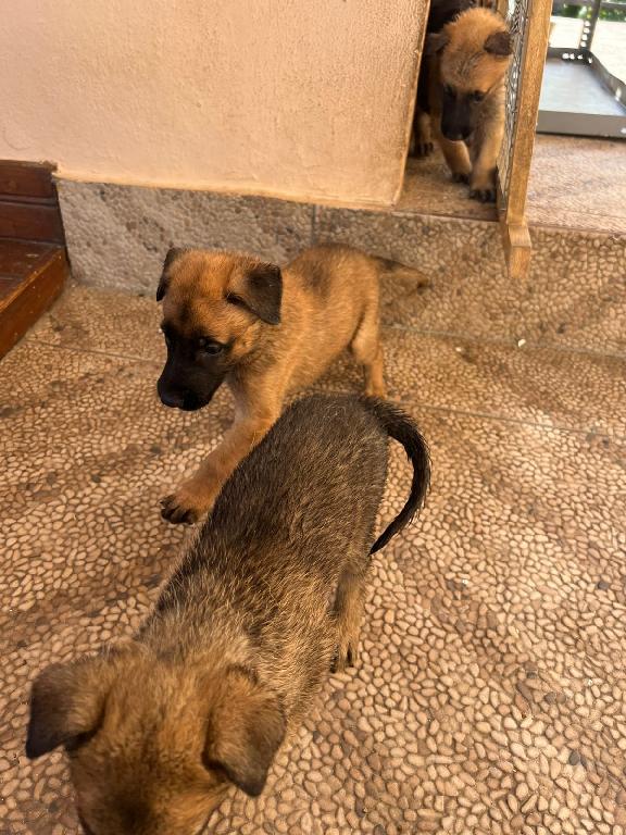Cachorros pastor belga malinois  Foto 7291772-1.jpg