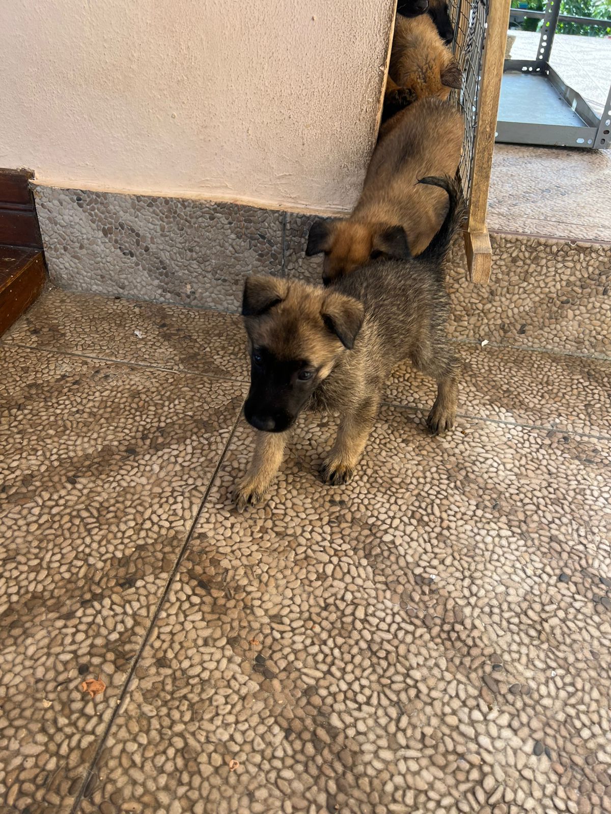 Cachorros pastor belga malinois  Foto 7291772-2.jpg