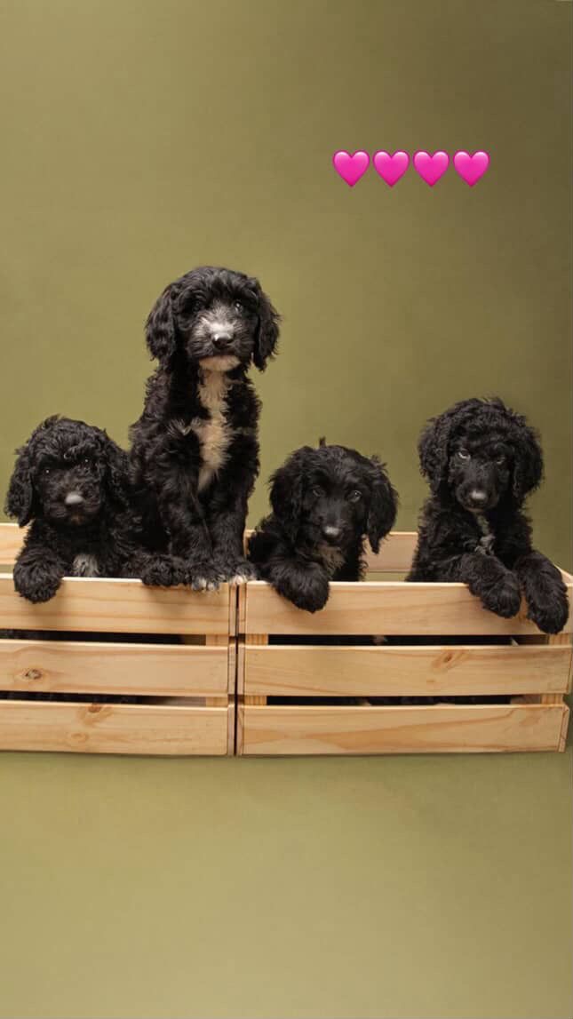 Poodle Gigantes Ambos Sexos  Foto 7291951-2.jpg