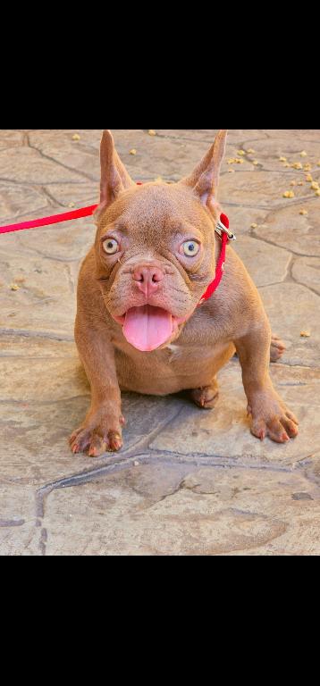 Bulldog frances isabella  Foto 7292144-1.jpg