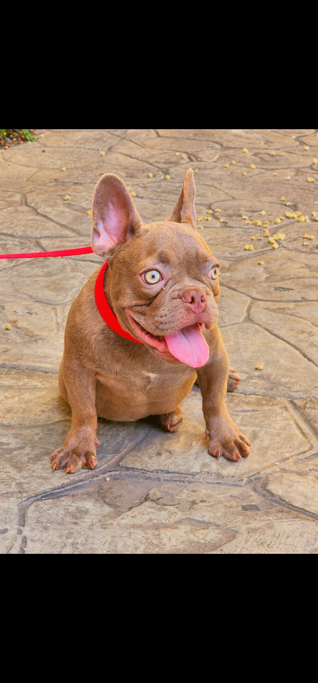 Bulldog frances isabella  Foto 7292144-2.jpg