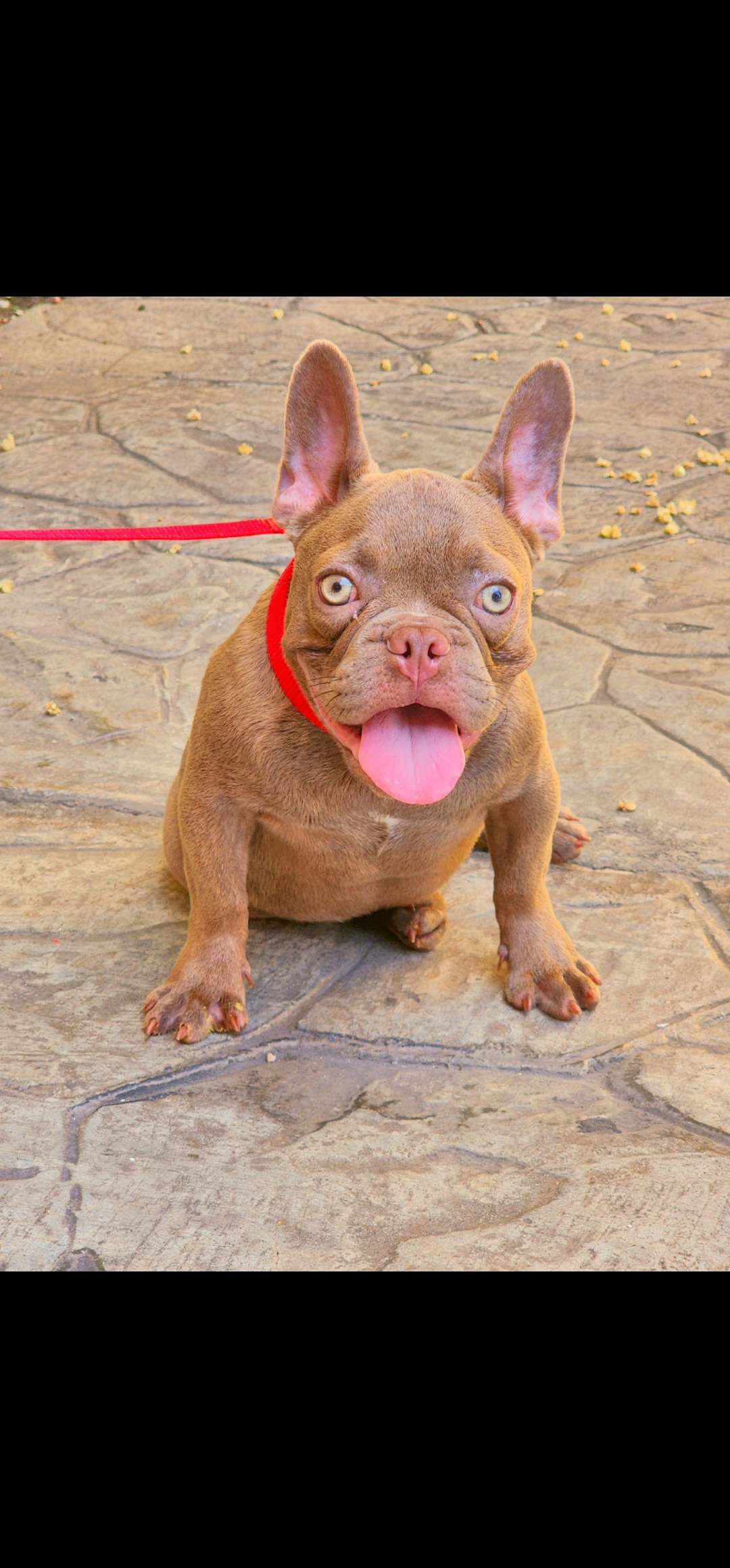 Bulldog frances isabella  Foto 7292144-3.jpg