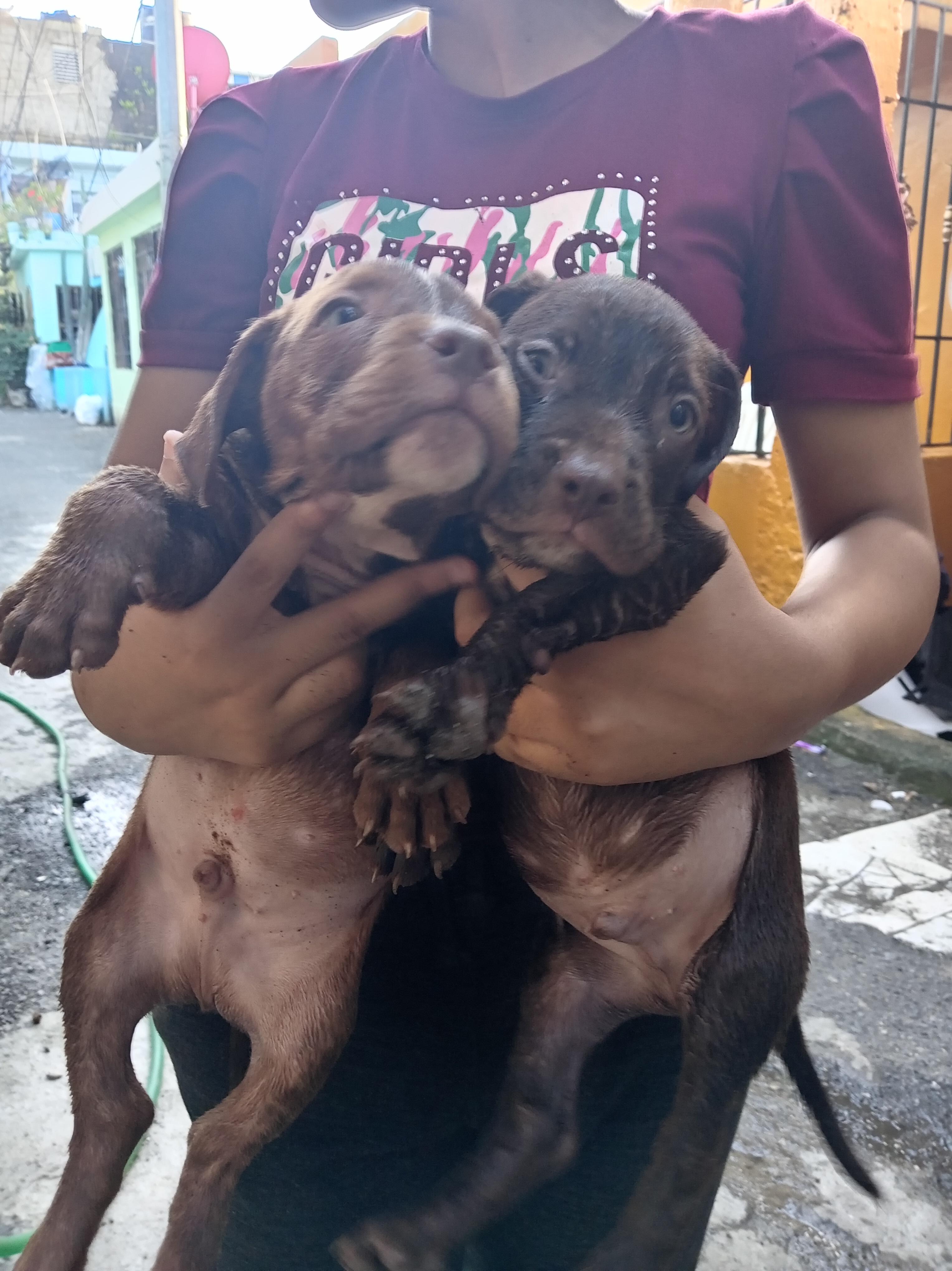 cachorros pitbull bully blue Foto 7292999-10.jpg
