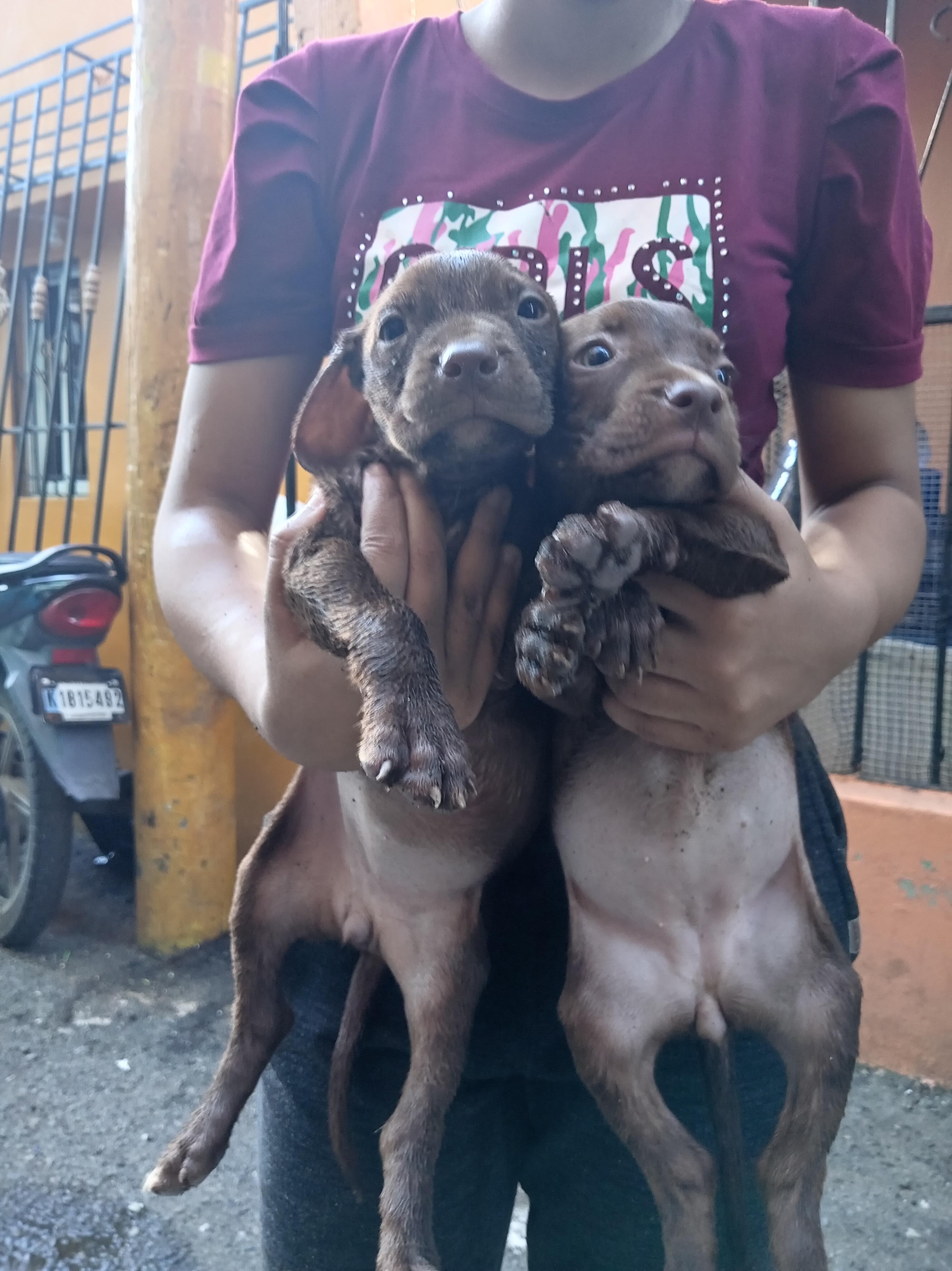 cachorros pitbull bully blue Foto 7292999-11.jpg