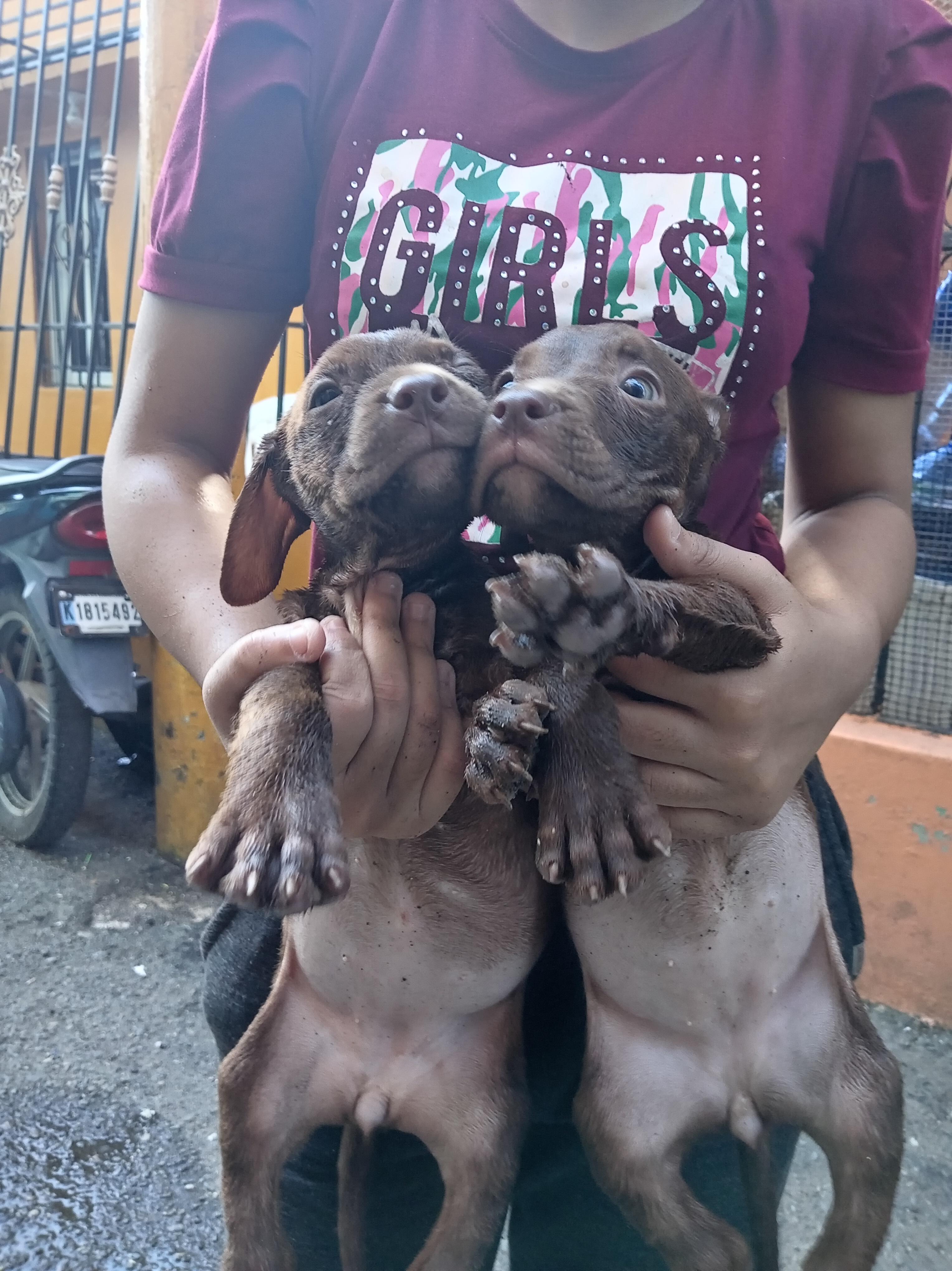 cachorros pitbull bully blue Foto 7292999-12.jpg