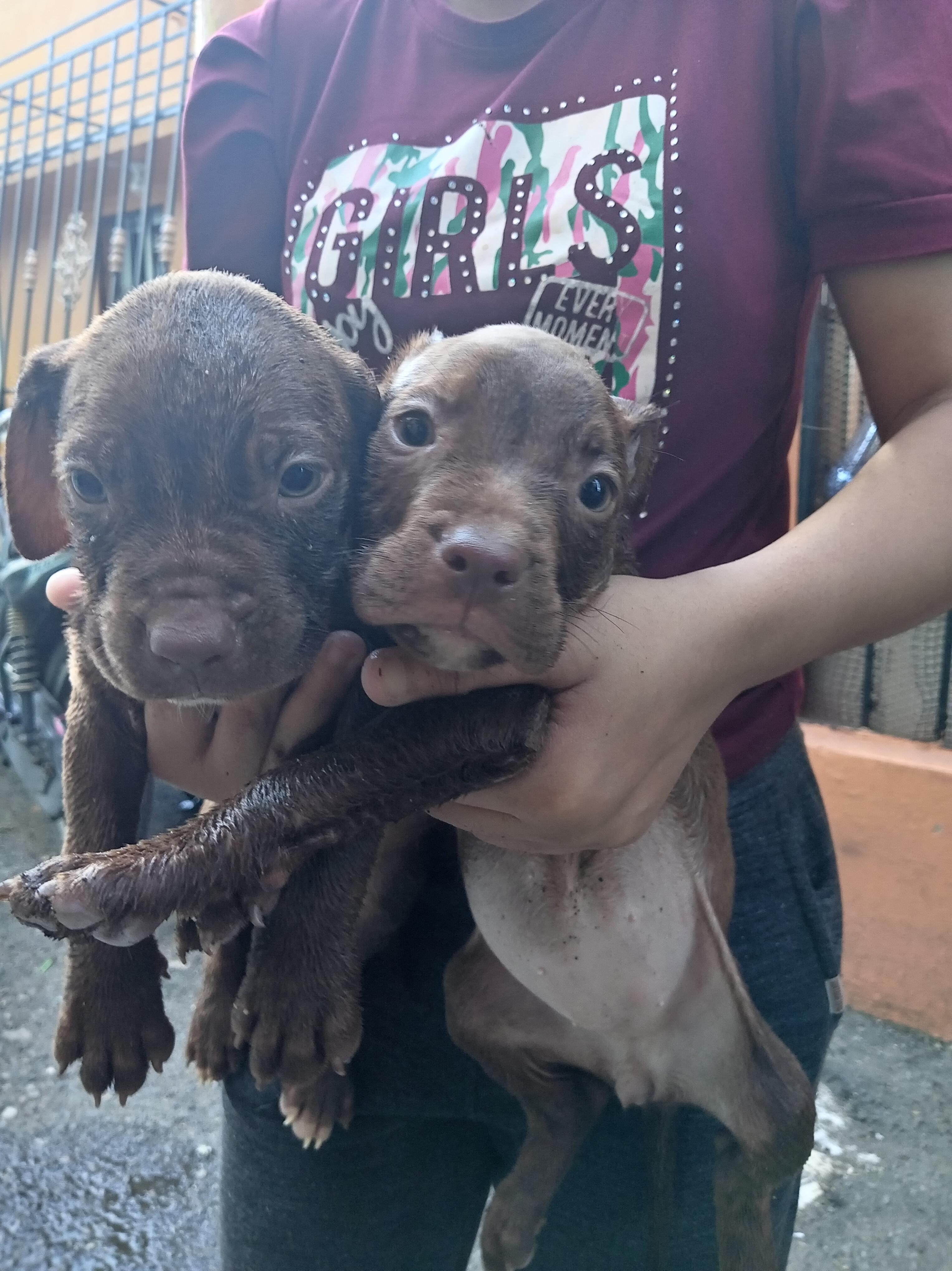 cachorros pitbull bully blue Foto 7292999-13.jpg