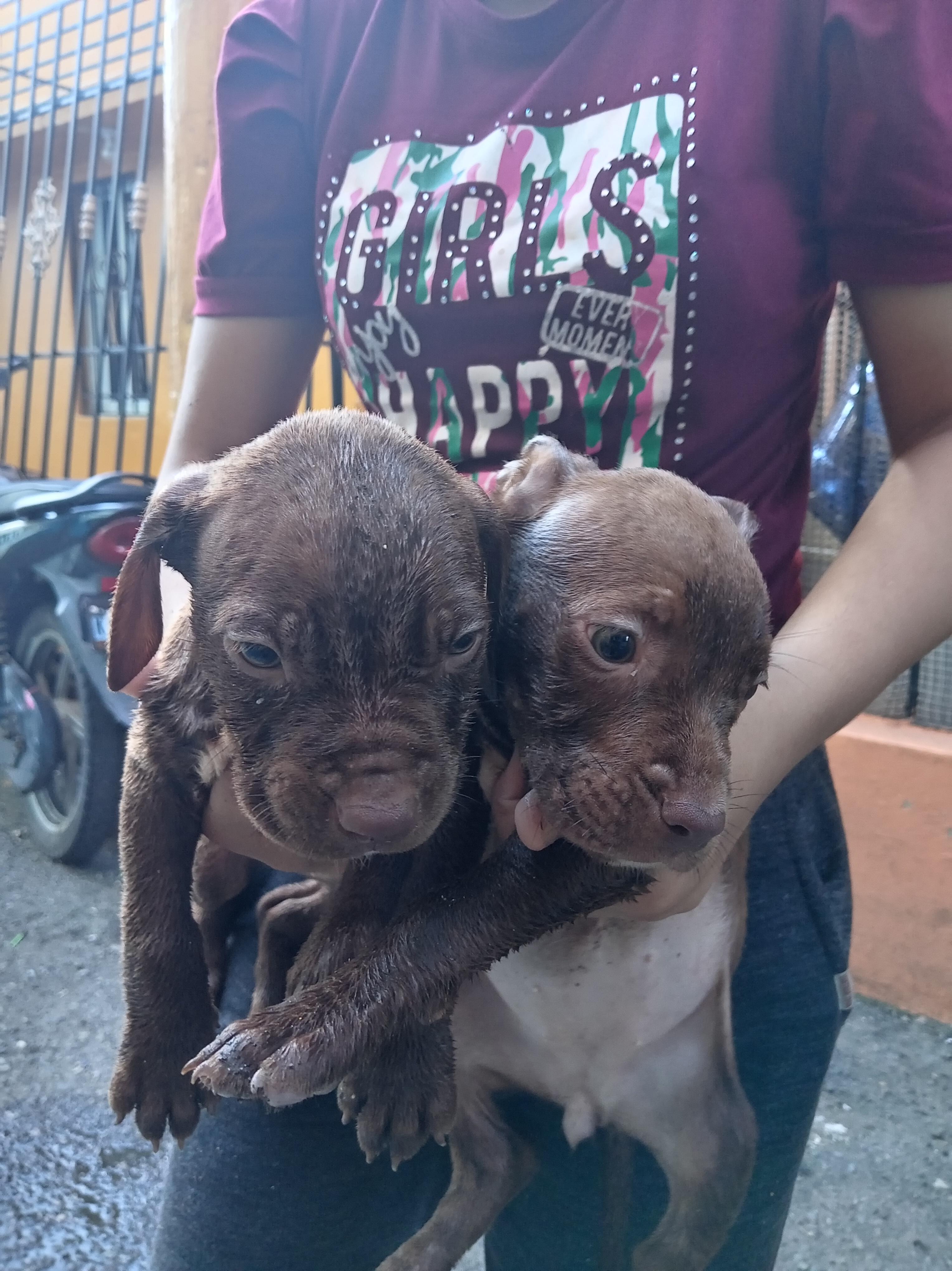 cachorros pitbull bully blue Foto 7292999-14.jpg