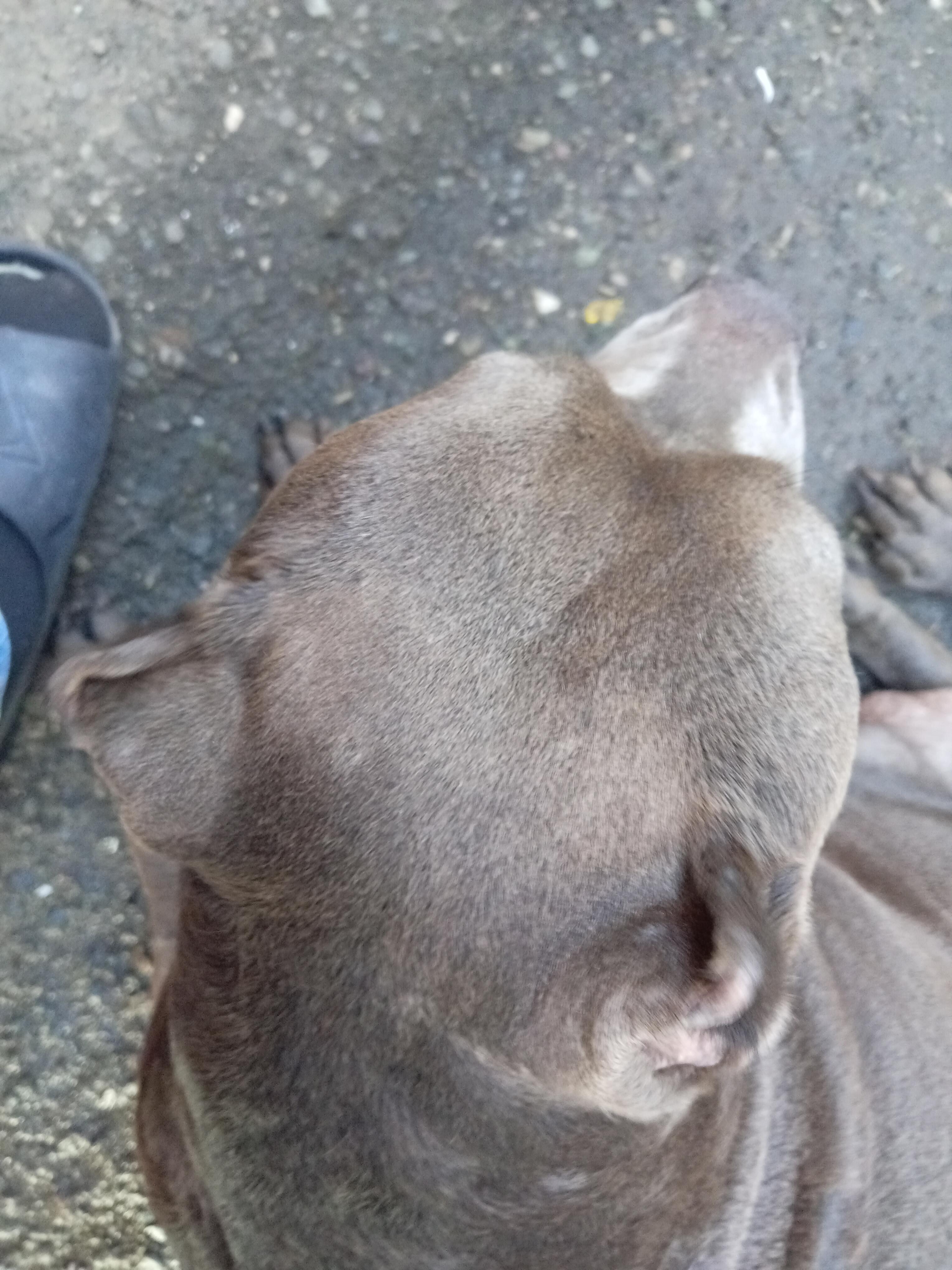 cachorros pitbull bully blue Foto 7292999-3.jpg