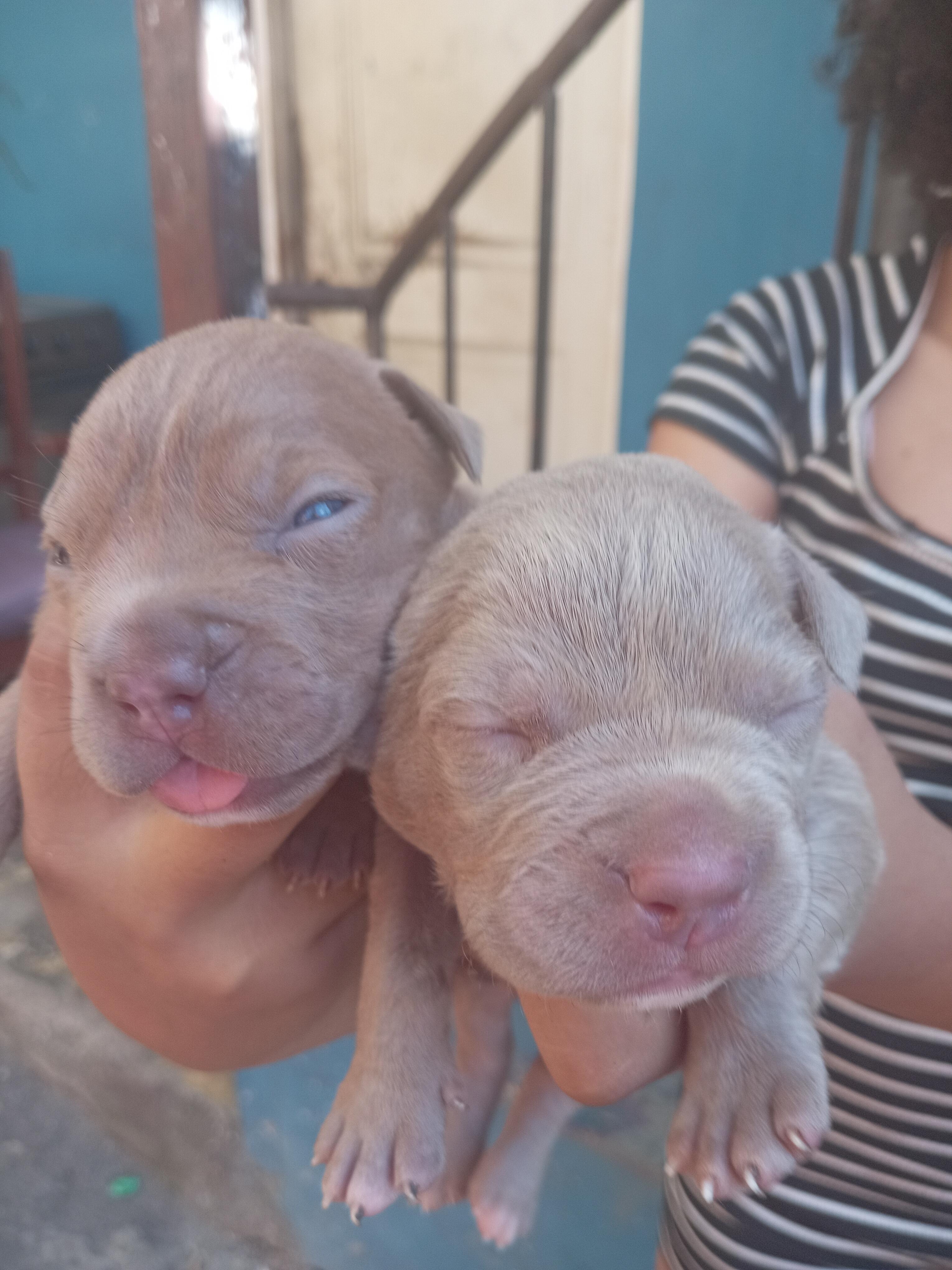 cachorros pitbull bully blue Foto 7292999-4.jpg