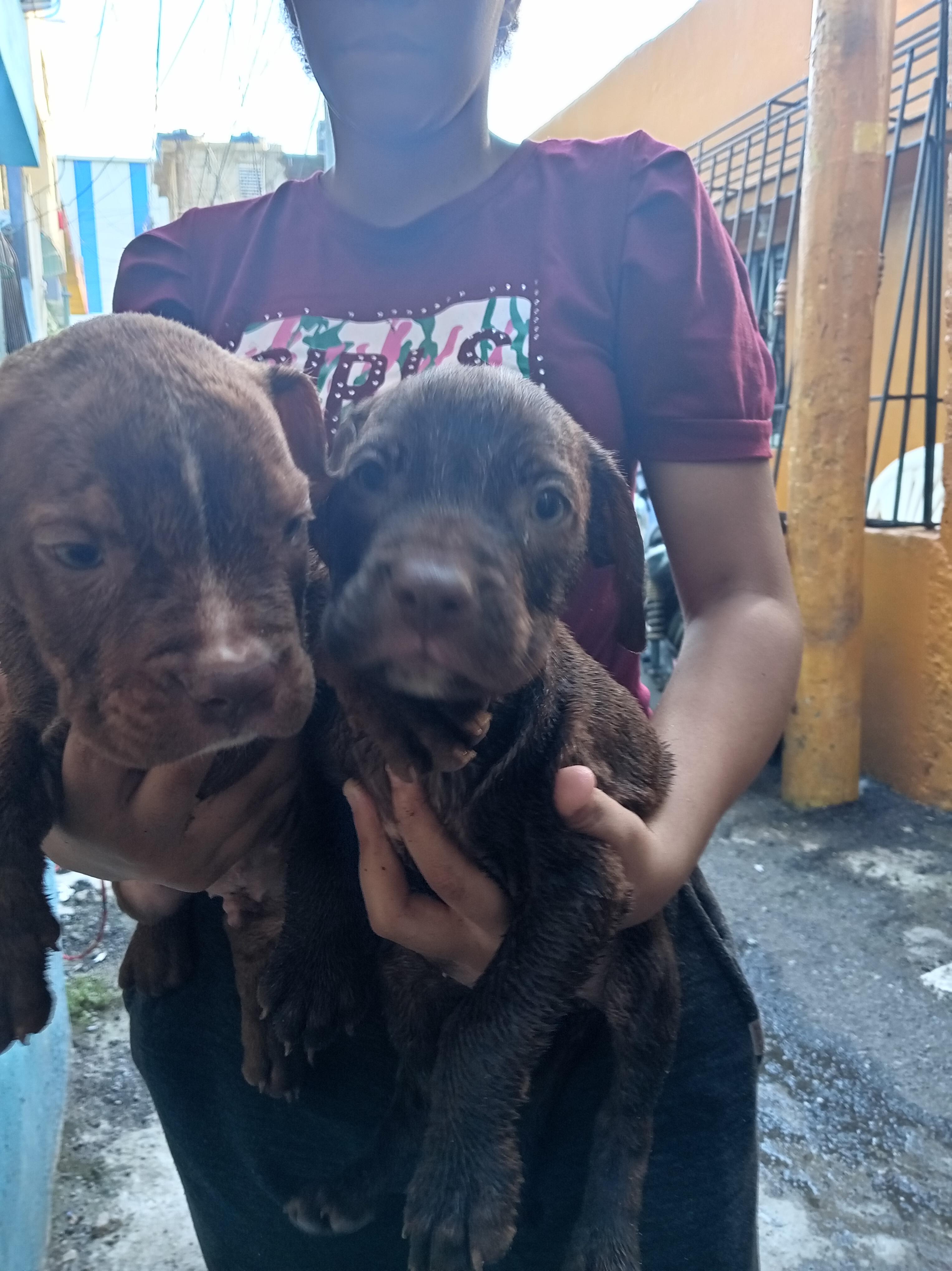 cachorros pitbull bully blue Foto 7292999-6.jpg
