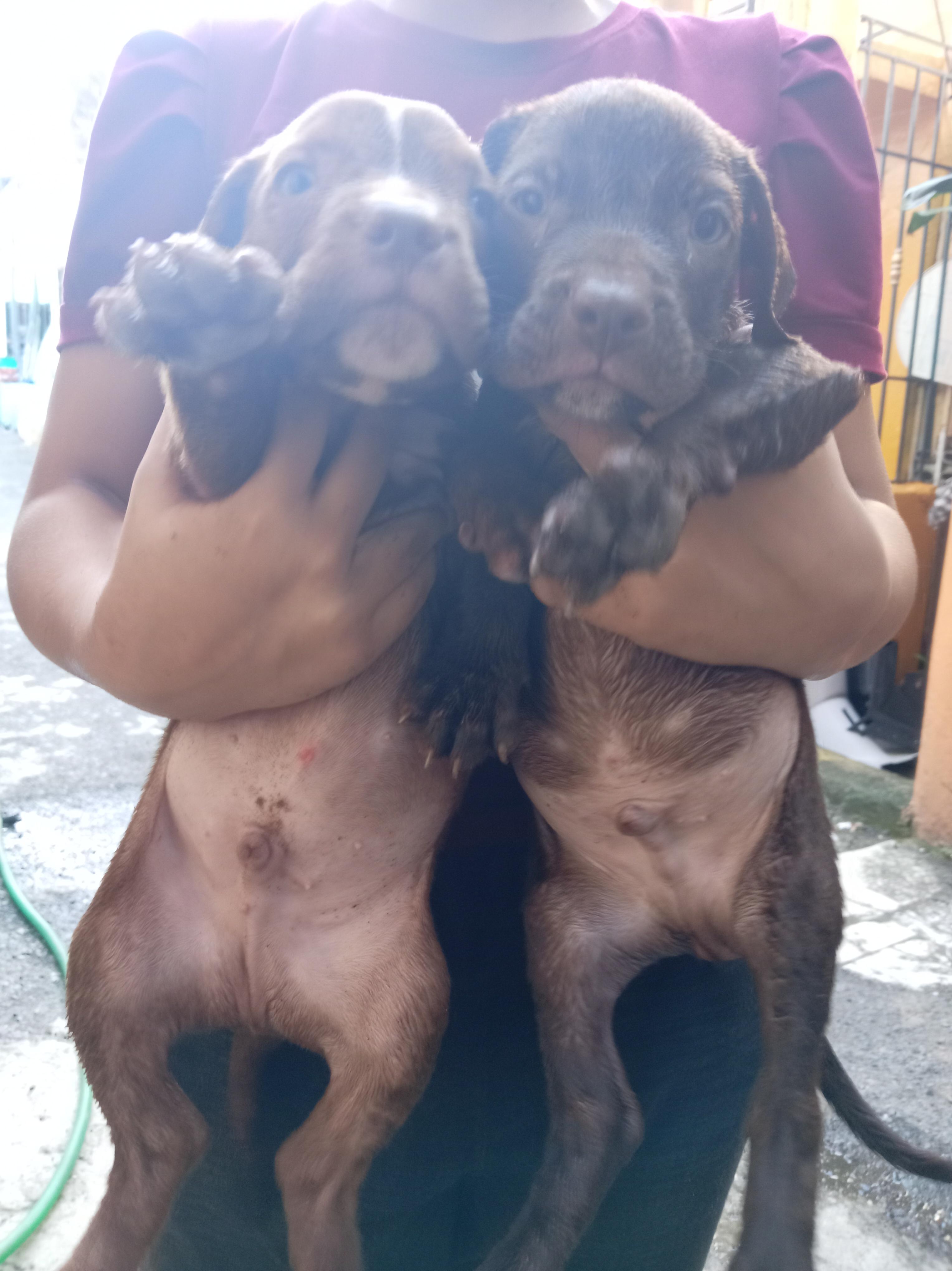 cachorros pitbull bully blue Foto 7292999-7.jpg