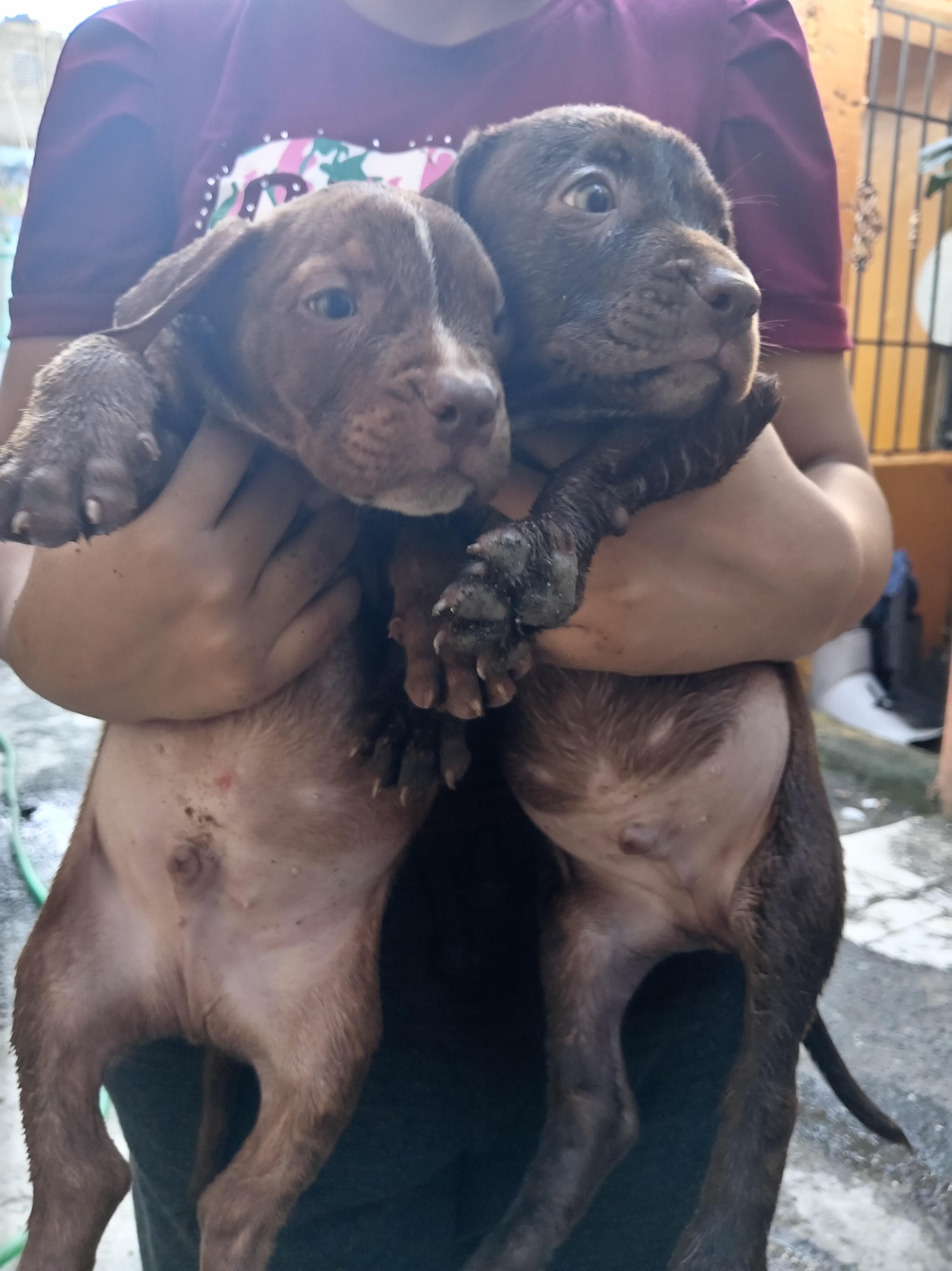 cachorros pitbull bully blue Foto 7292999-9.jpg