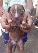 cachorros pitbull bully blue Foto 7293000-1.jpg