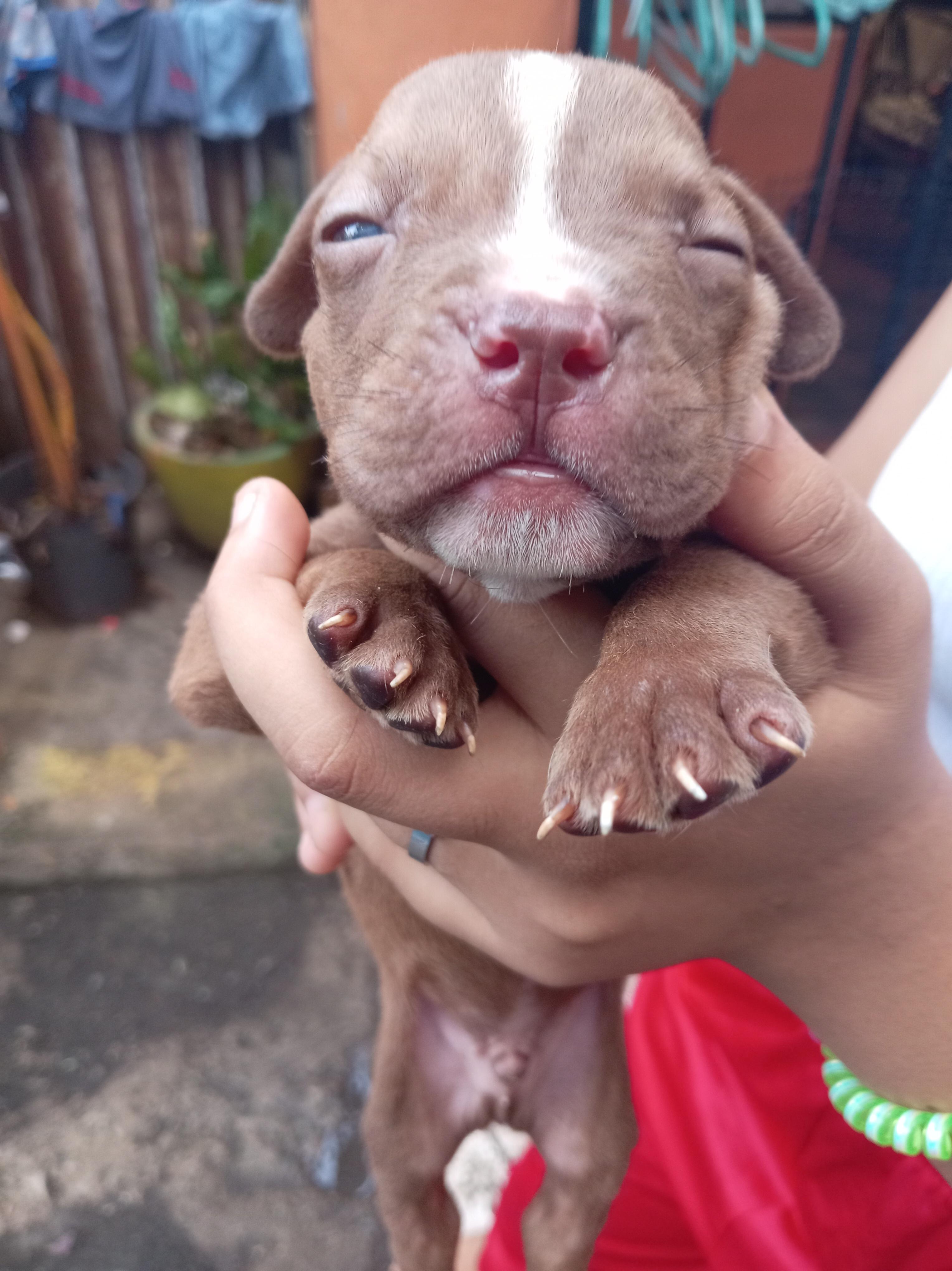 cachorros pitbull bully blue Foto 7293000-10.jpg