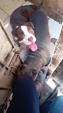 cachorros pitbull bully blue Foto 7293000-11.jpg