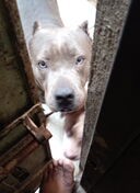 cachorros pitbull bully blue Foto 7293000-12.jpg