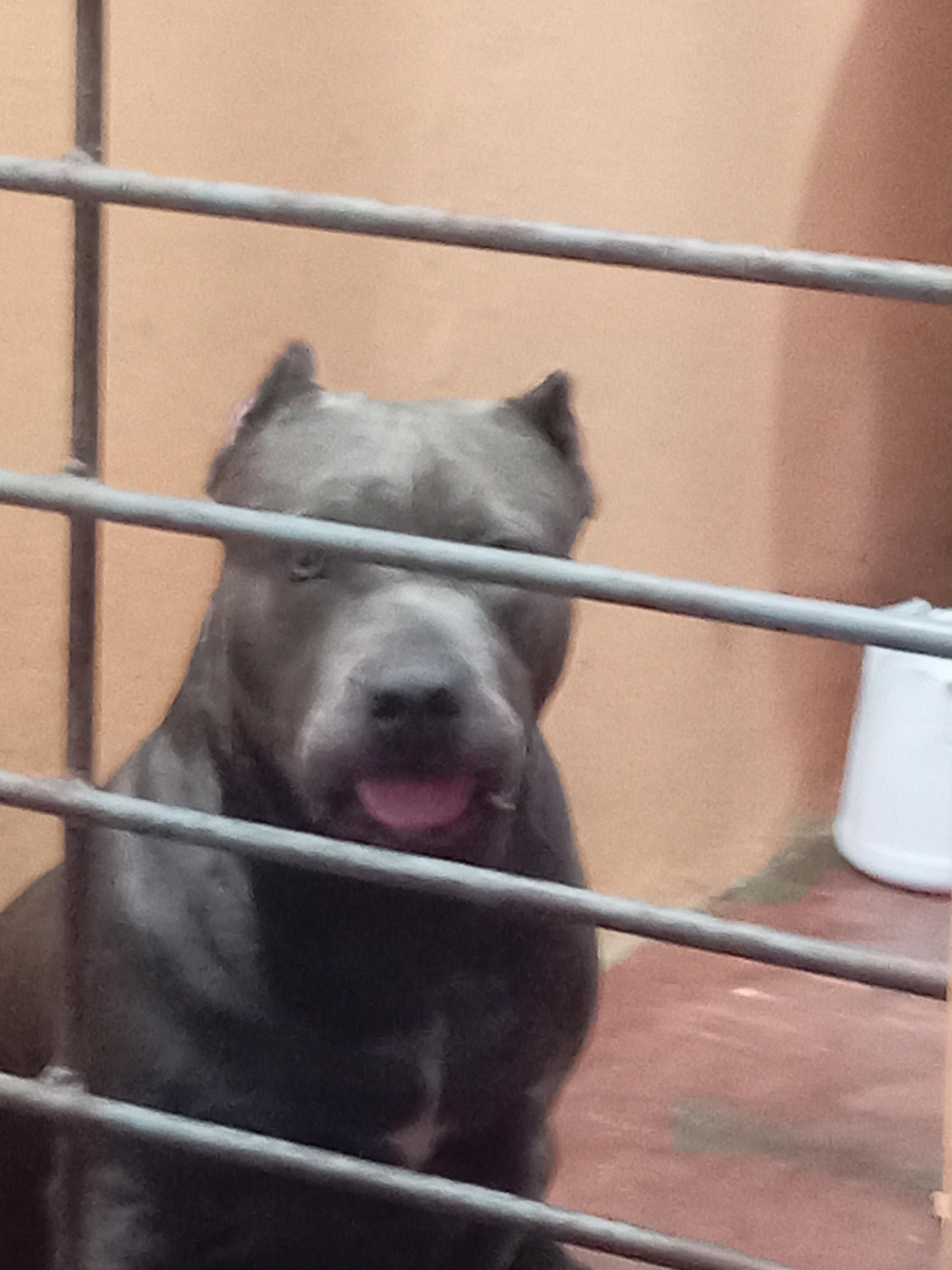 cachorros pitbull bully blue Foto 7293000-13.jpg