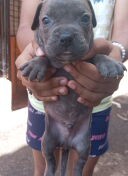 cachorros pitbull bully blue Foto 7293000-2.jpg