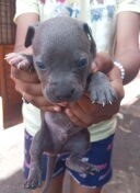 cachorros pitbull bully blue Foto 7293000-3.jpg