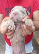 cachorros pitbull bully blue Foto 7293000-4.jpg