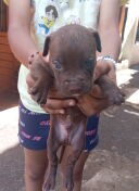 cachorros pitbull bully blue Foto 7293000-5.jpg