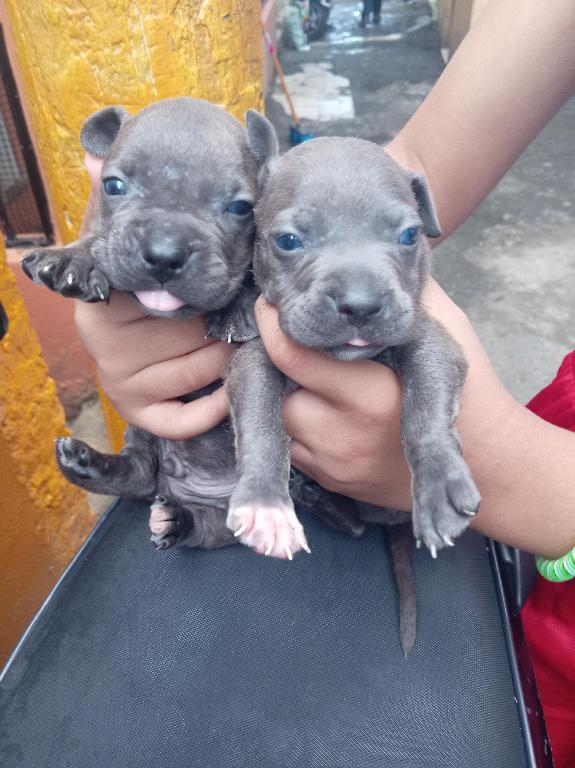 cachorros pitbull bully blue Foto 7293000-6.jpg