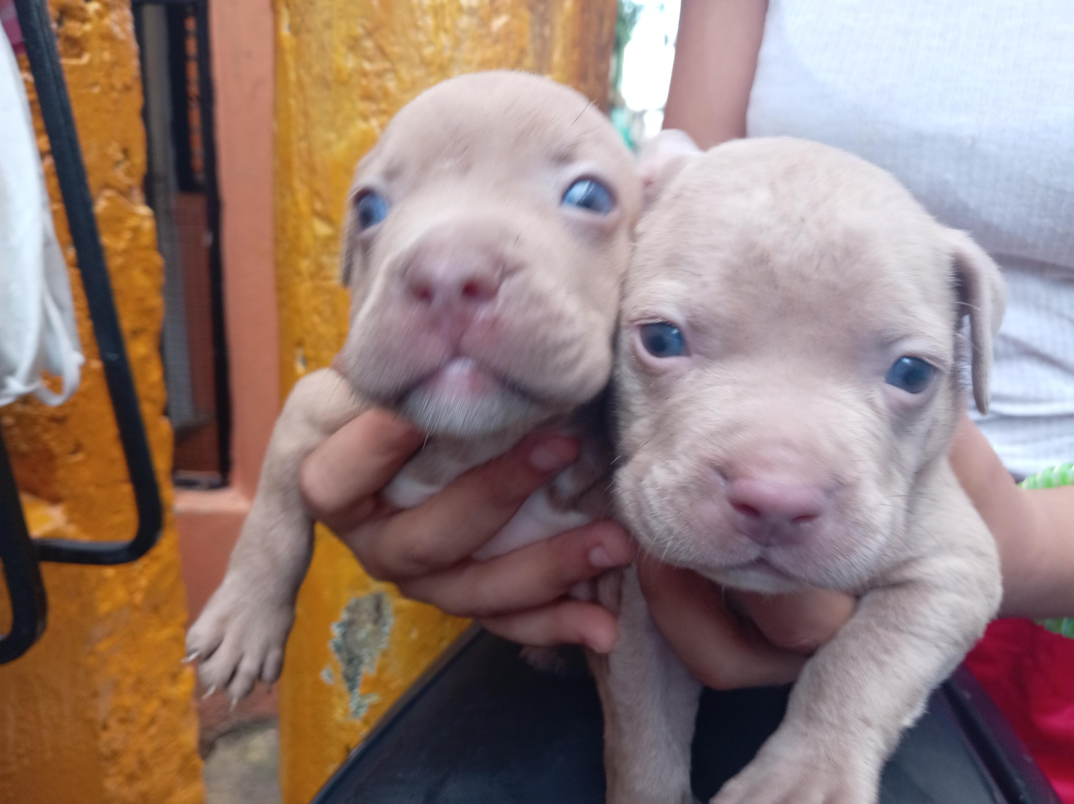 cachorros pitbull bully blue Foto 7293000-7.jpg