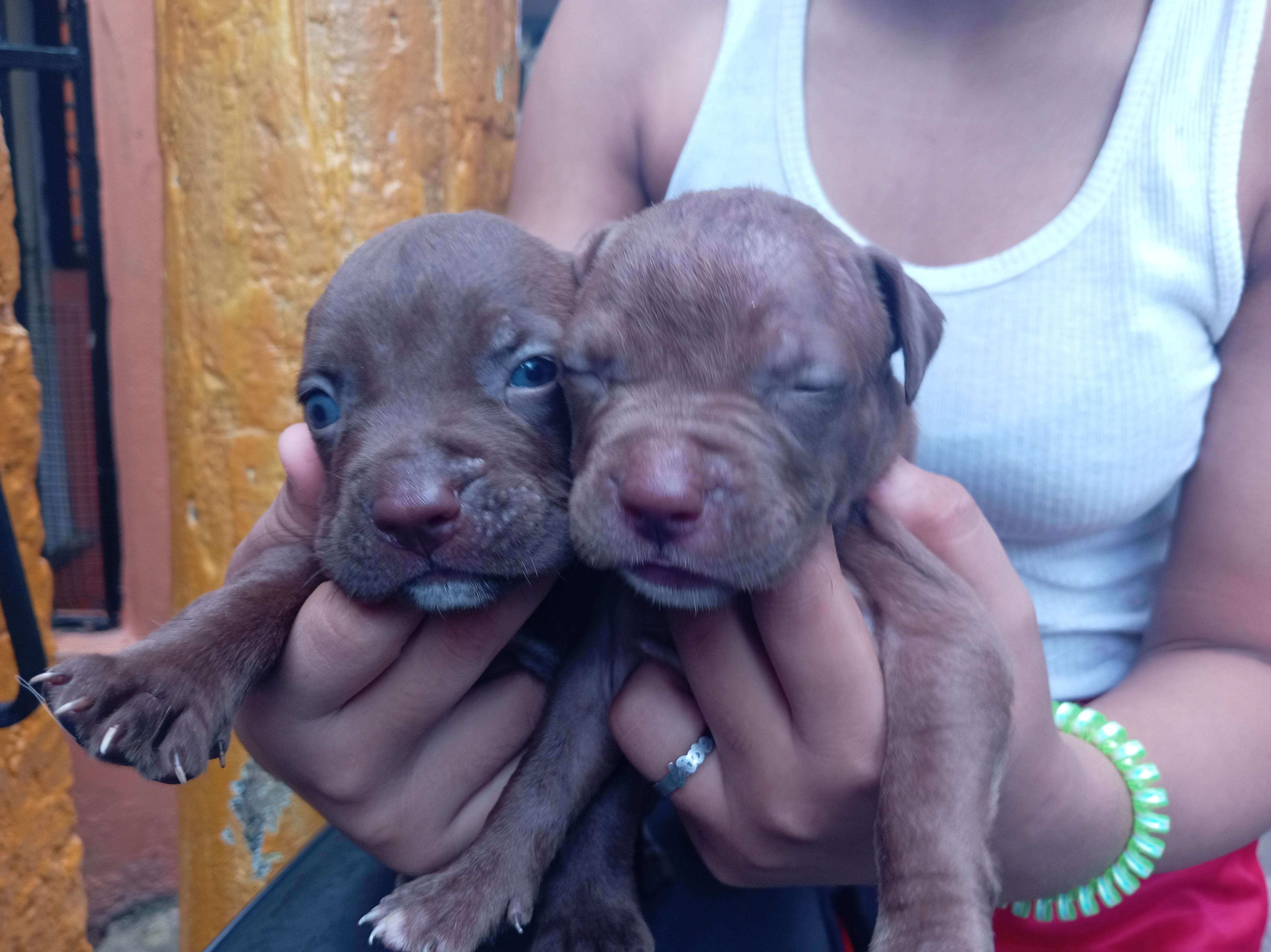 cachorros pitbull bully blue Foto 7293000-8.jpg